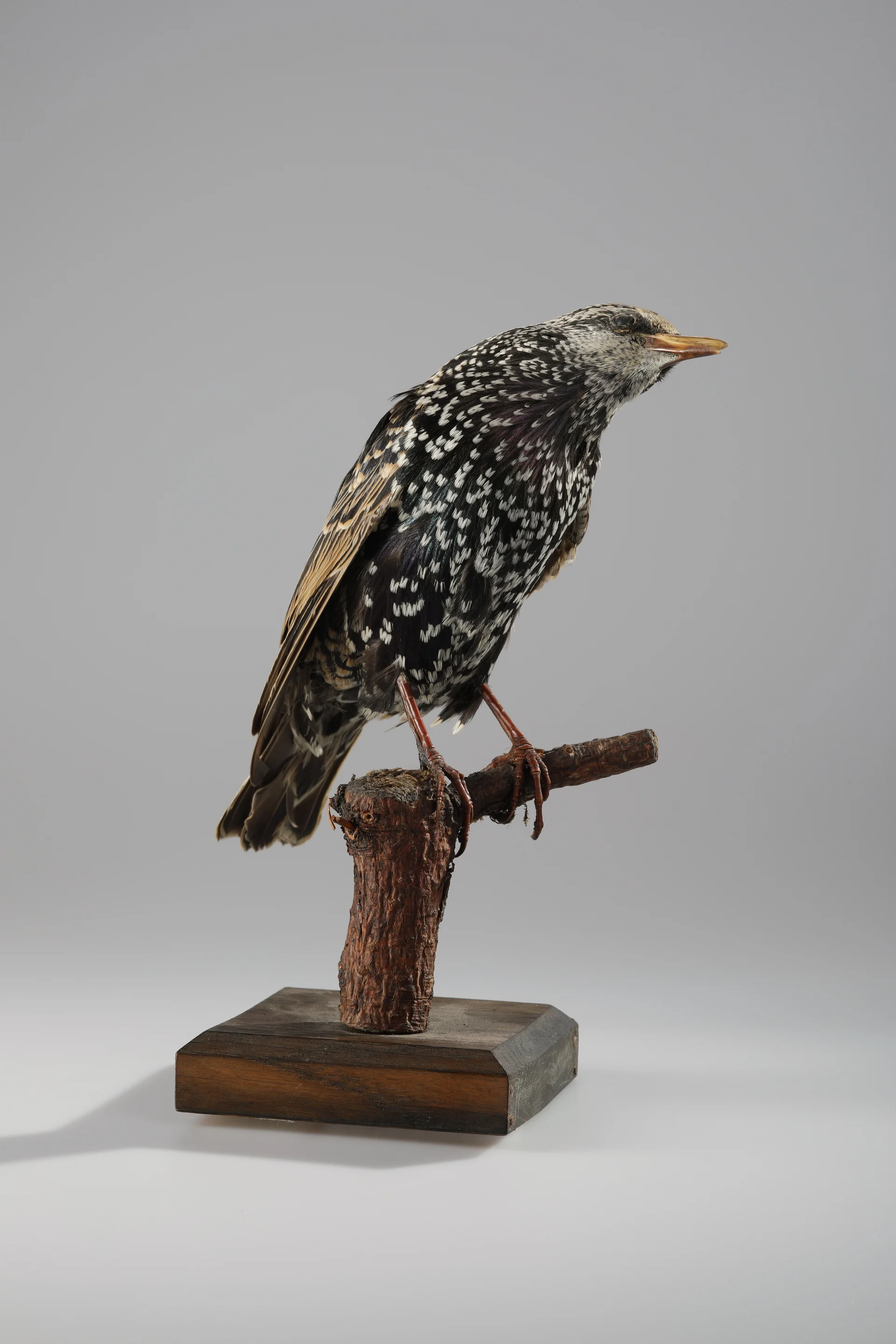 Náhledový obrázek předmětu Sturnus vulgaris (dermoplastický preparát)