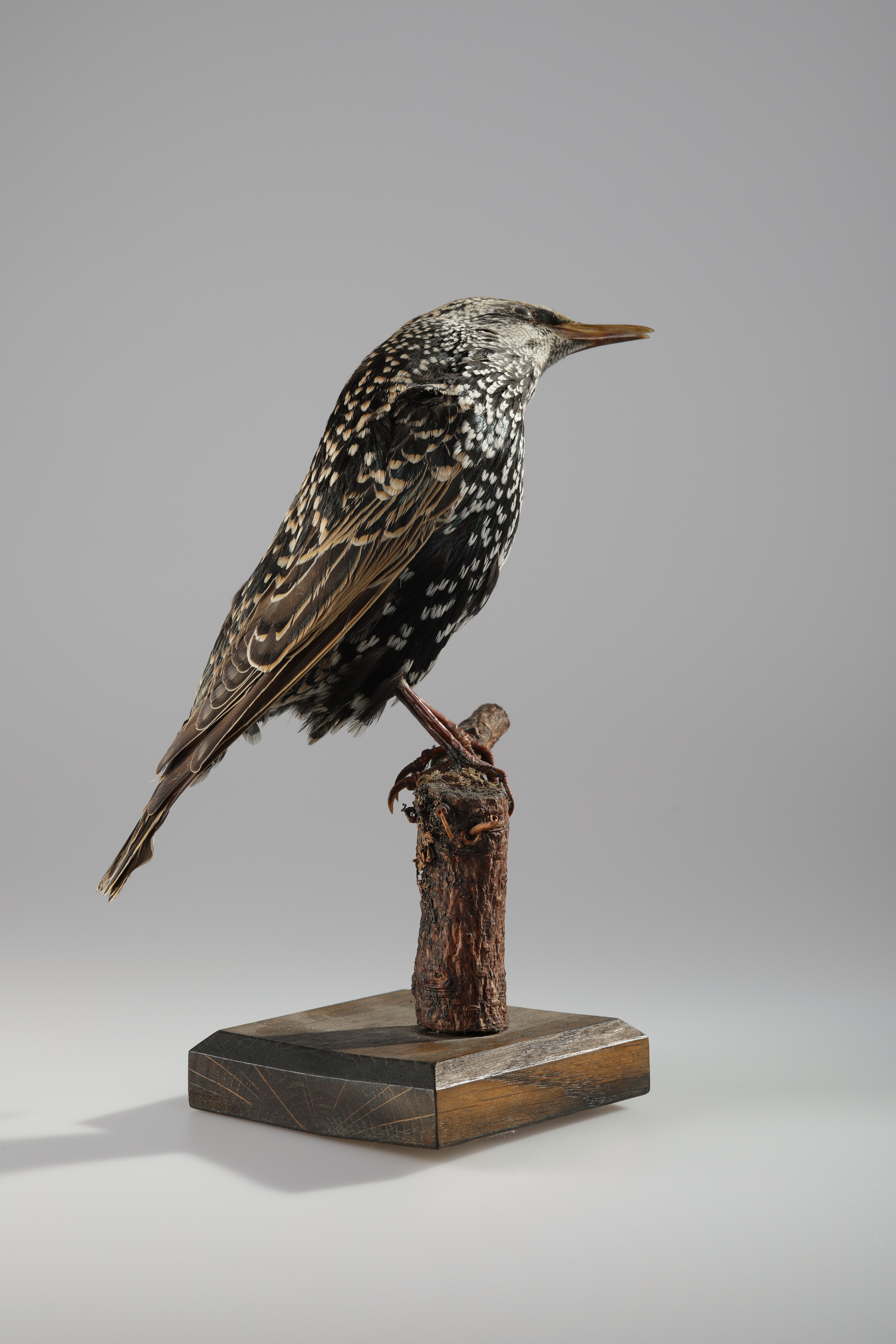 Náhledový obrázek Sturnus vulgaris (dermoplastický preparát) - 2