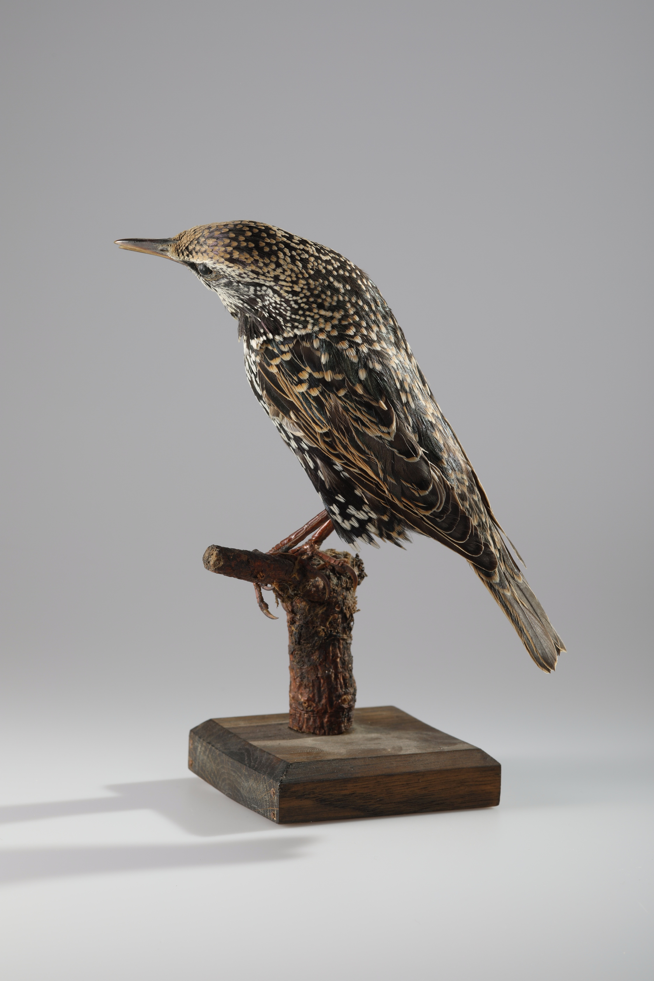 Náhledový obrázek Sturnus vulgaris (dermoplastický preparát) - 3