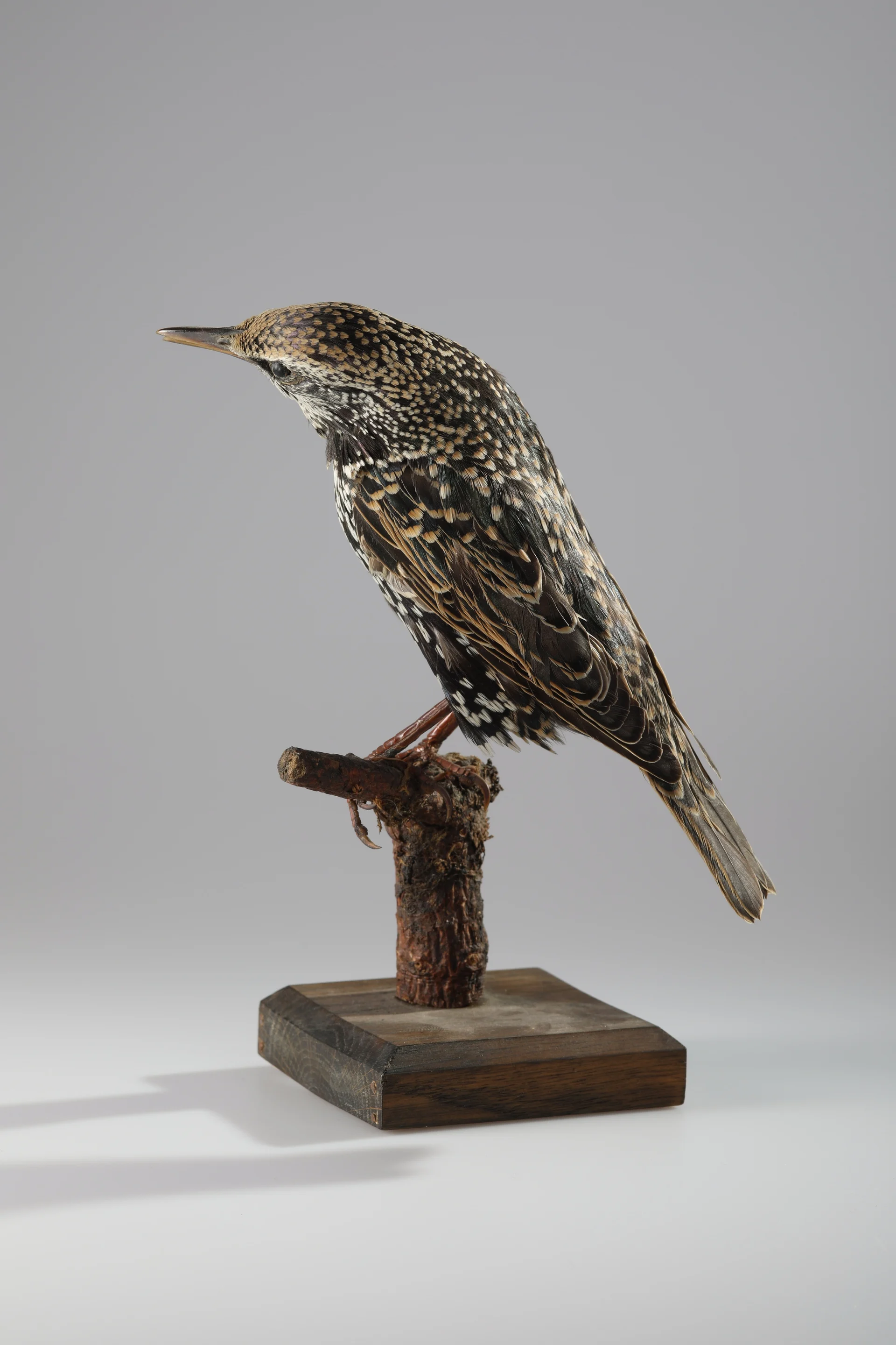 Náhledový obrázek předmětu Sturnus vulgaris (dermoplastický preparát)