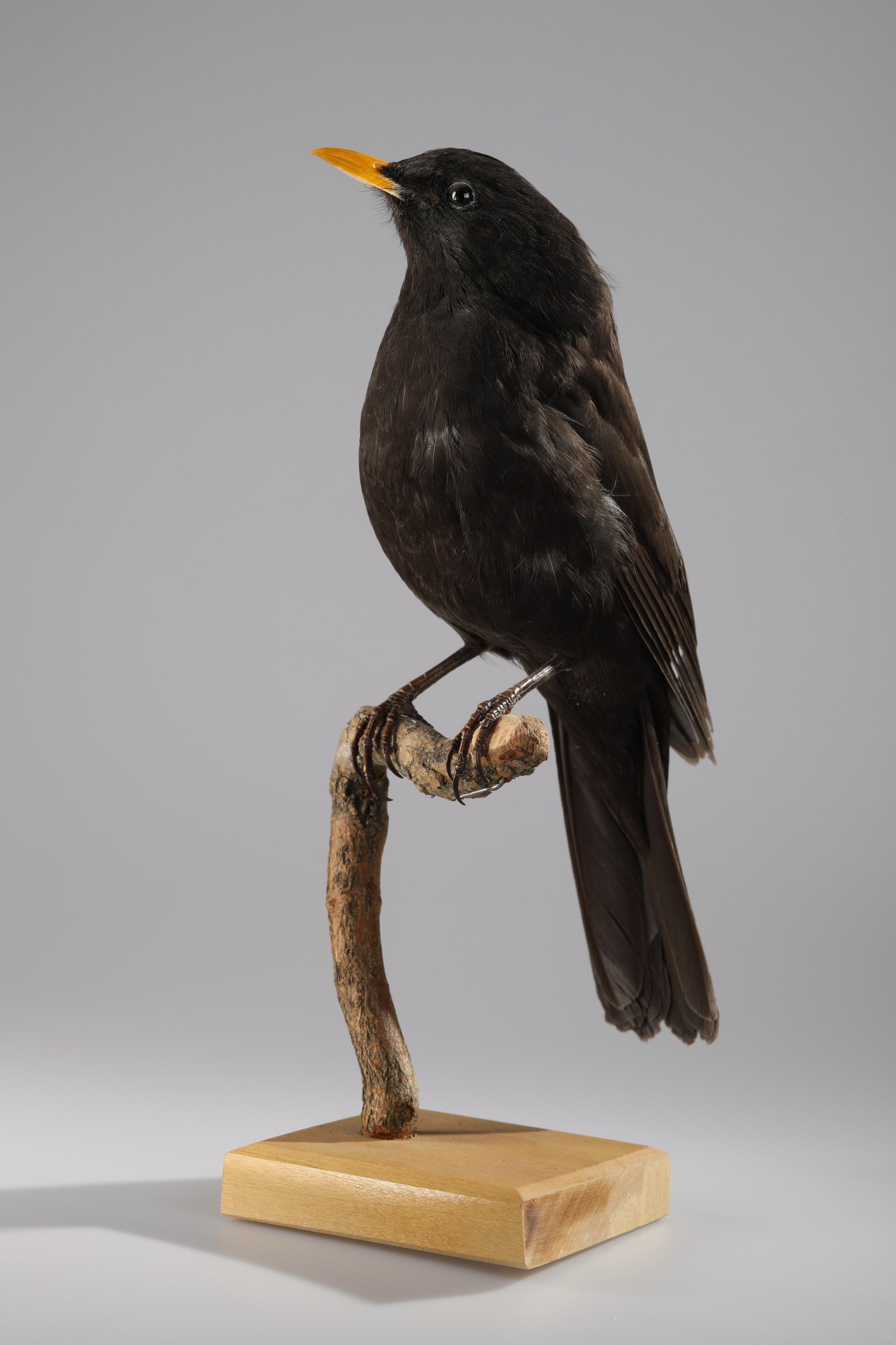 Náhledový obrázek Turdus merula (dermoplastický preparát) - 5