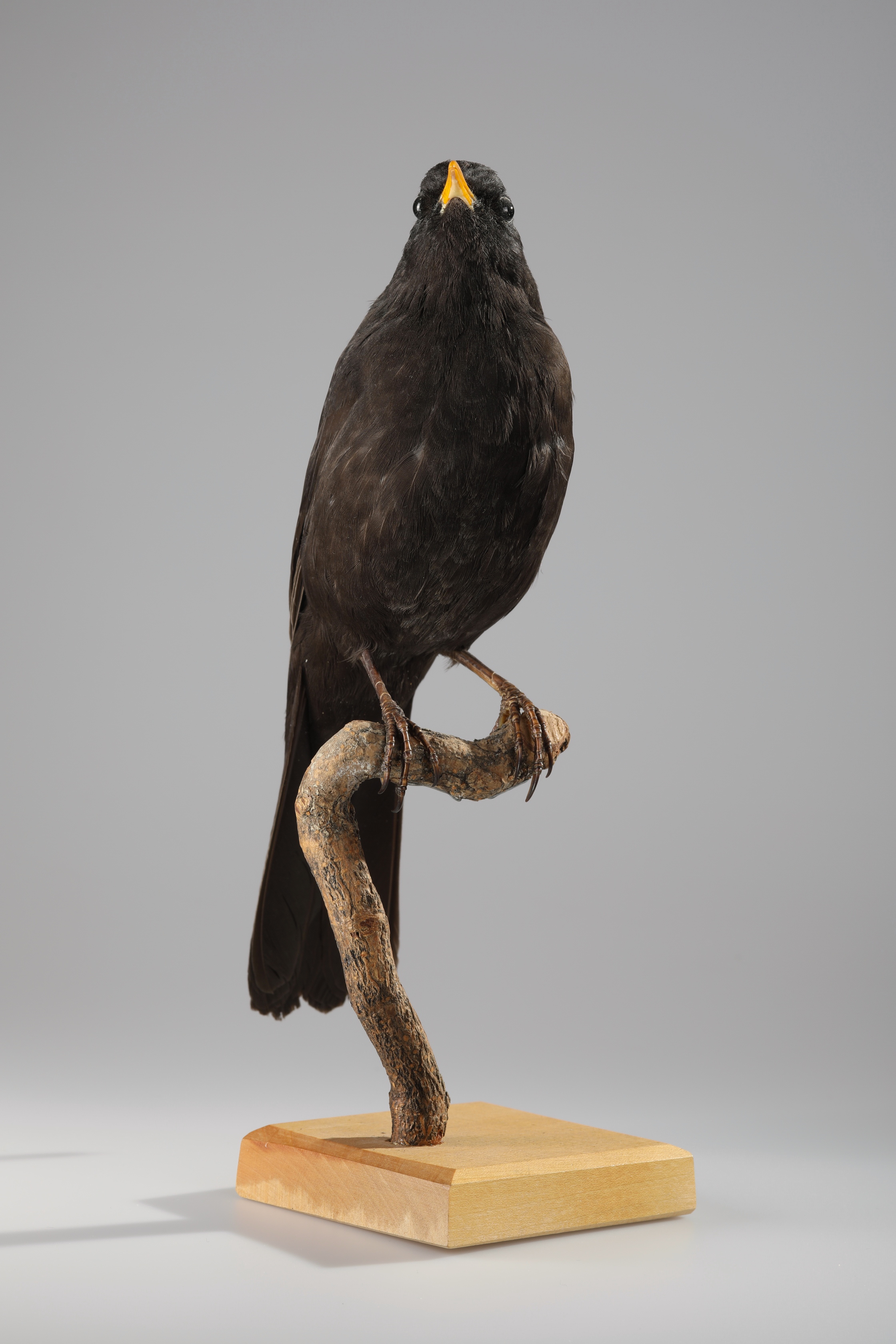 Náhledový obrázek Turdus merula (dermoplastický preparát) - 4