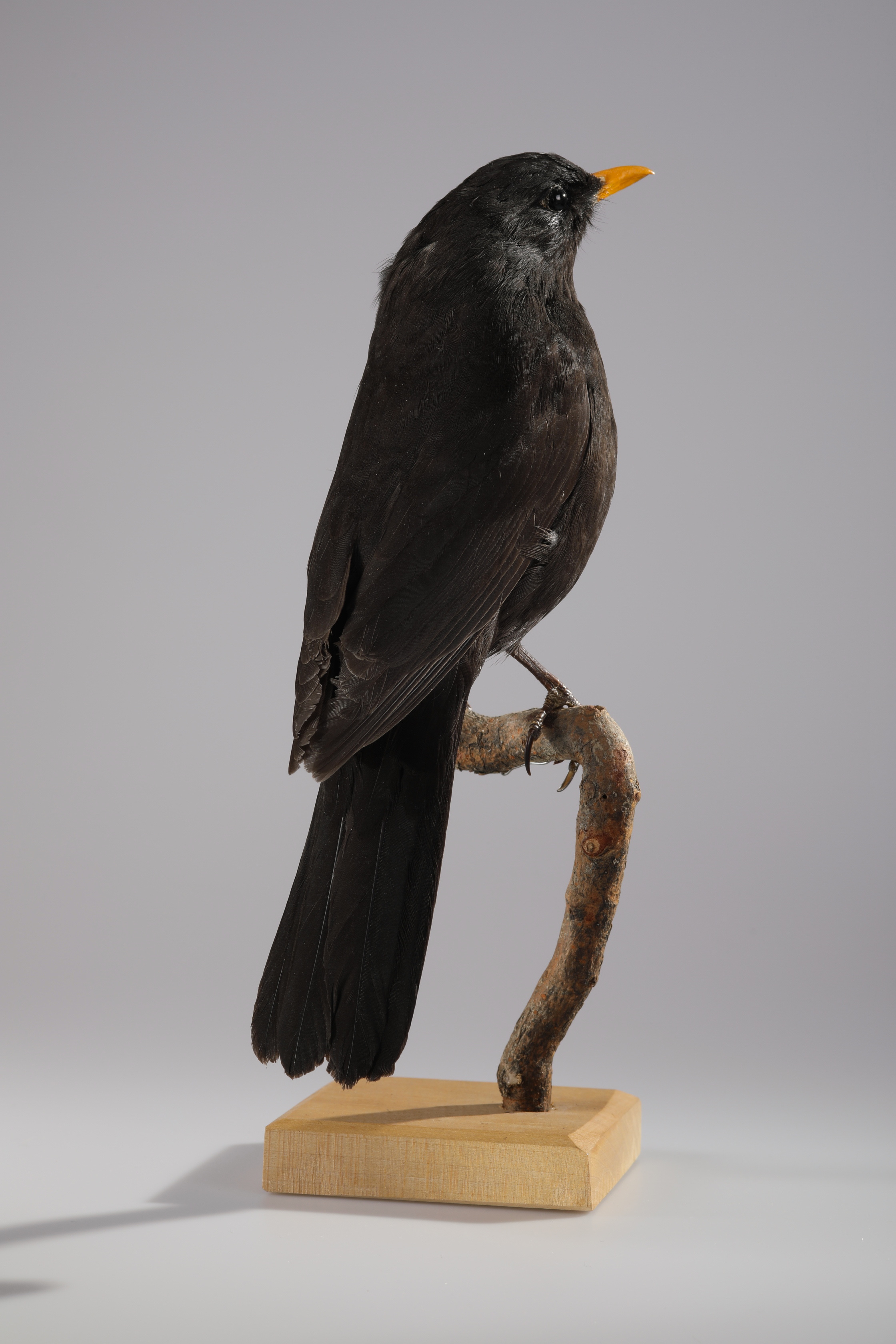 Náhledový obrázek Turdus merula (dermoplastický preparát) - 3