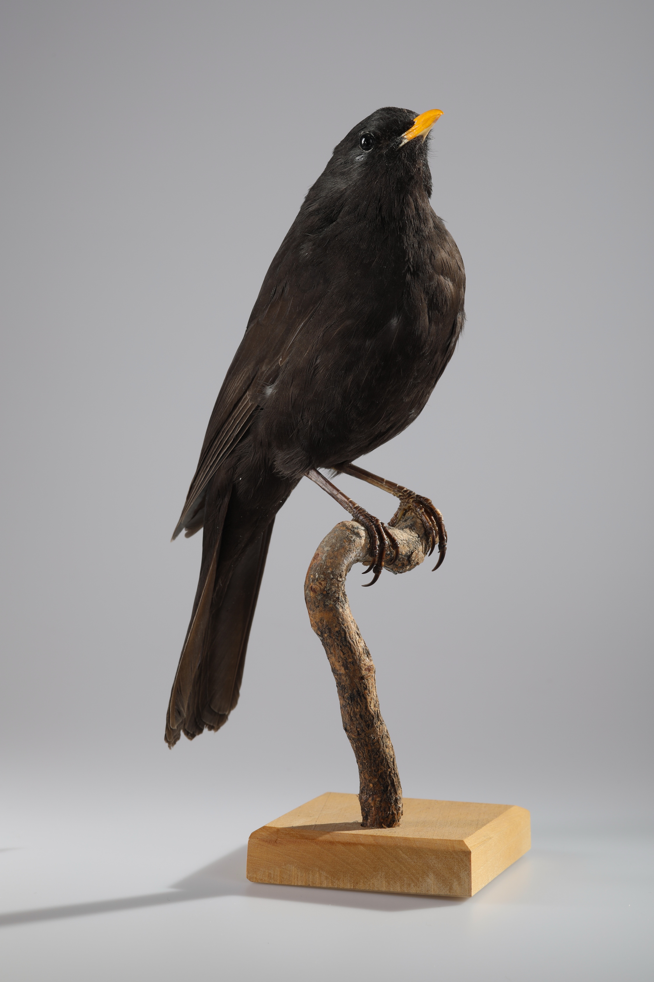 Náhledový obrázek Turdus merula (dermoplastický preparát) - 2