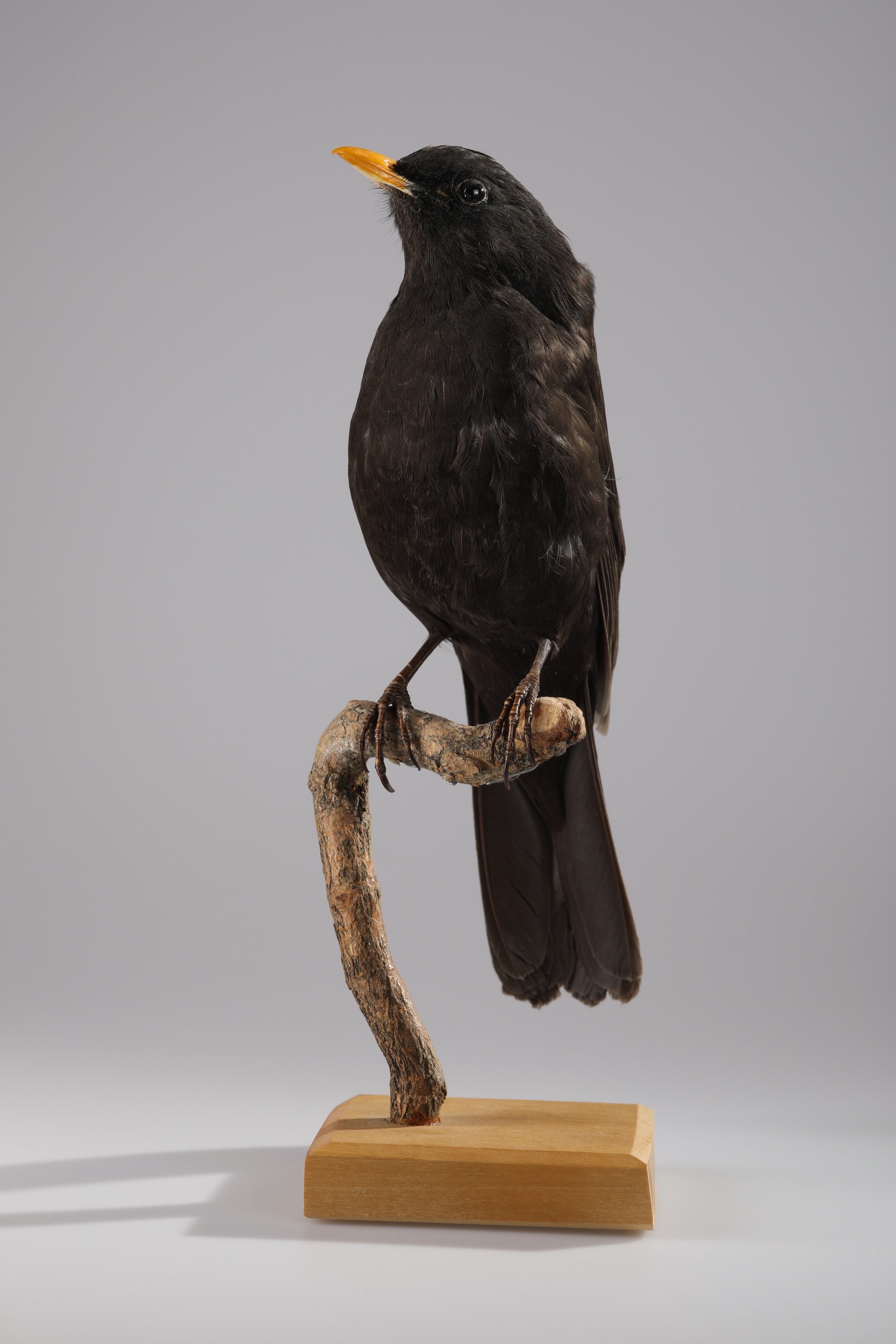 Náhledový obrázek Turdus merula (dermoplastický preparát) - 1