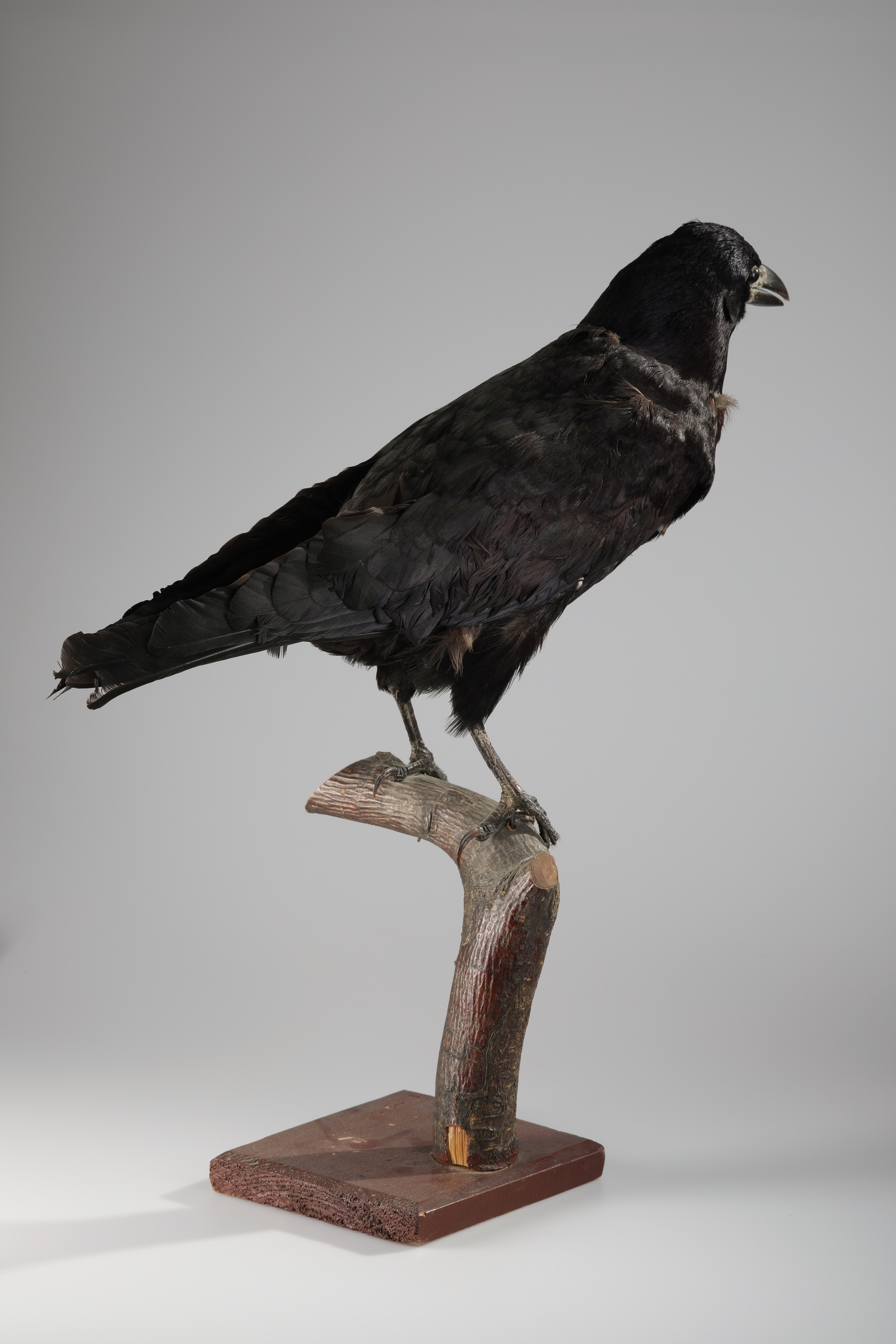 Náhledový obrázek Corvus frugilegus (dermoplastický preparát) - 3