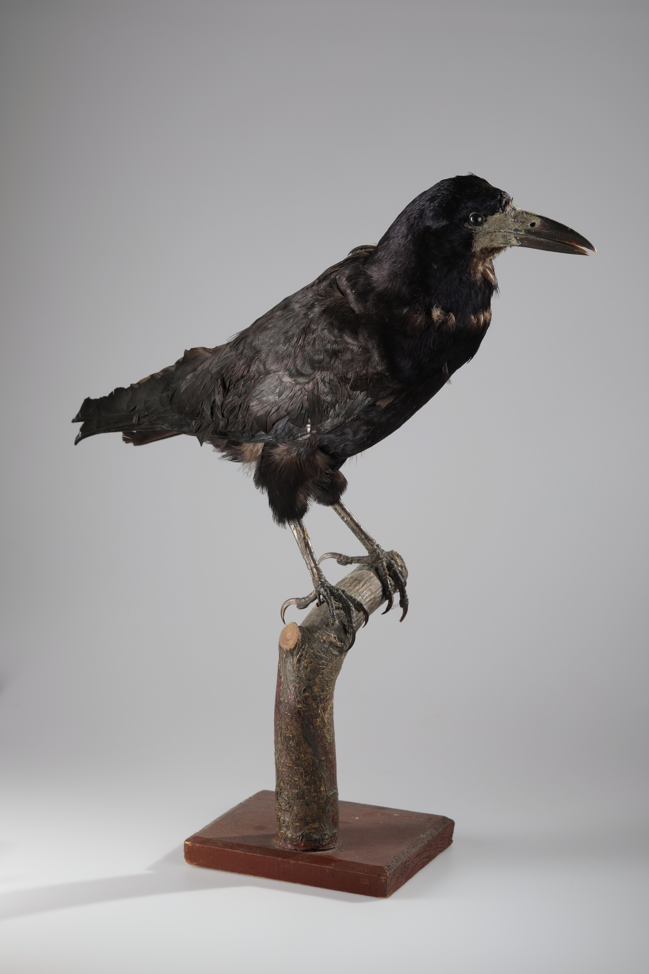 Náhledový obrázek Corvus frugilegus (dermoplastický preparát) - 2