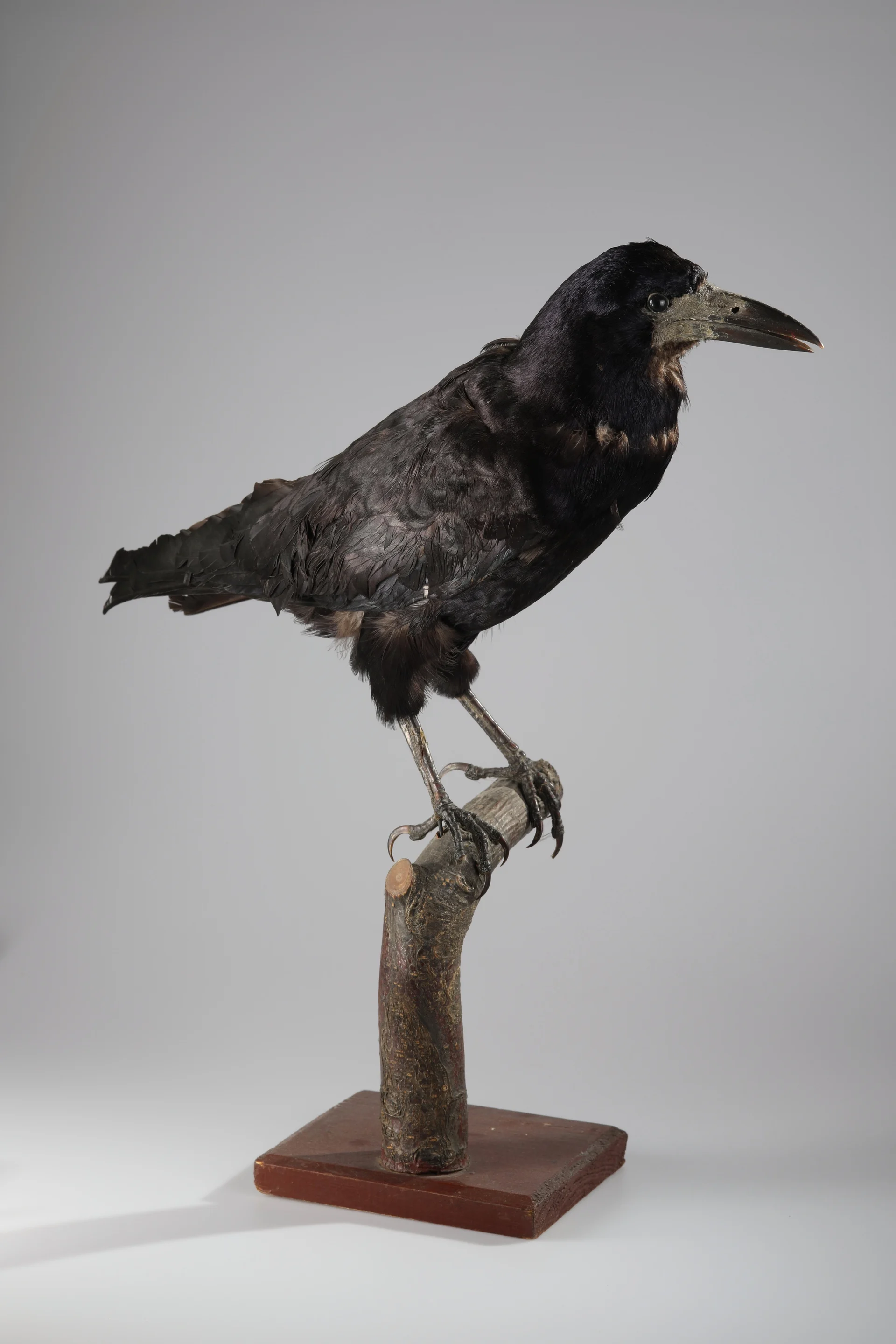 Náhledový obrázek předmětu Corvus frugilegus (dermoplastický preparát)