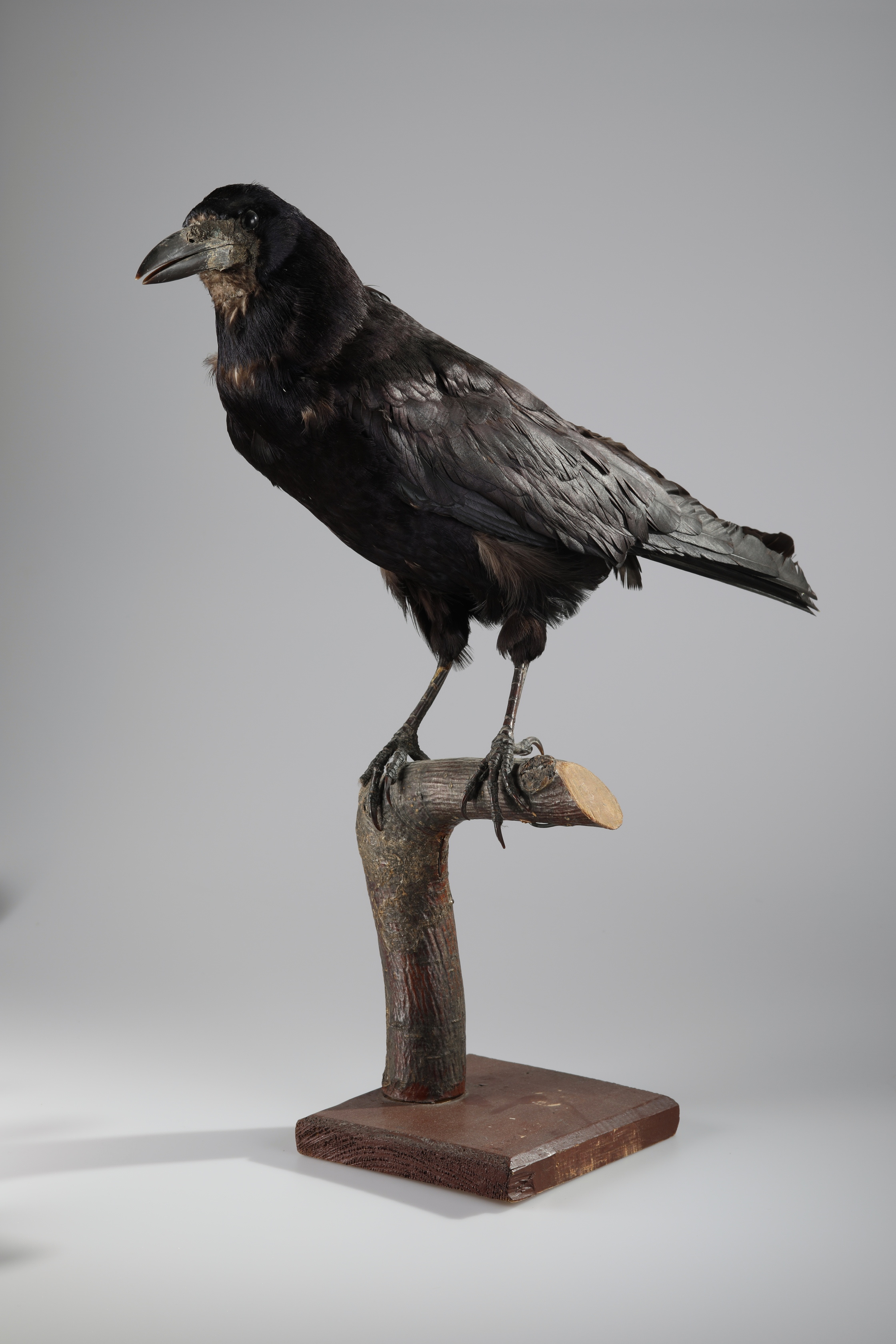 Náhledový obrázek Corvus frugilegus (dermoplastický preparát) - 1