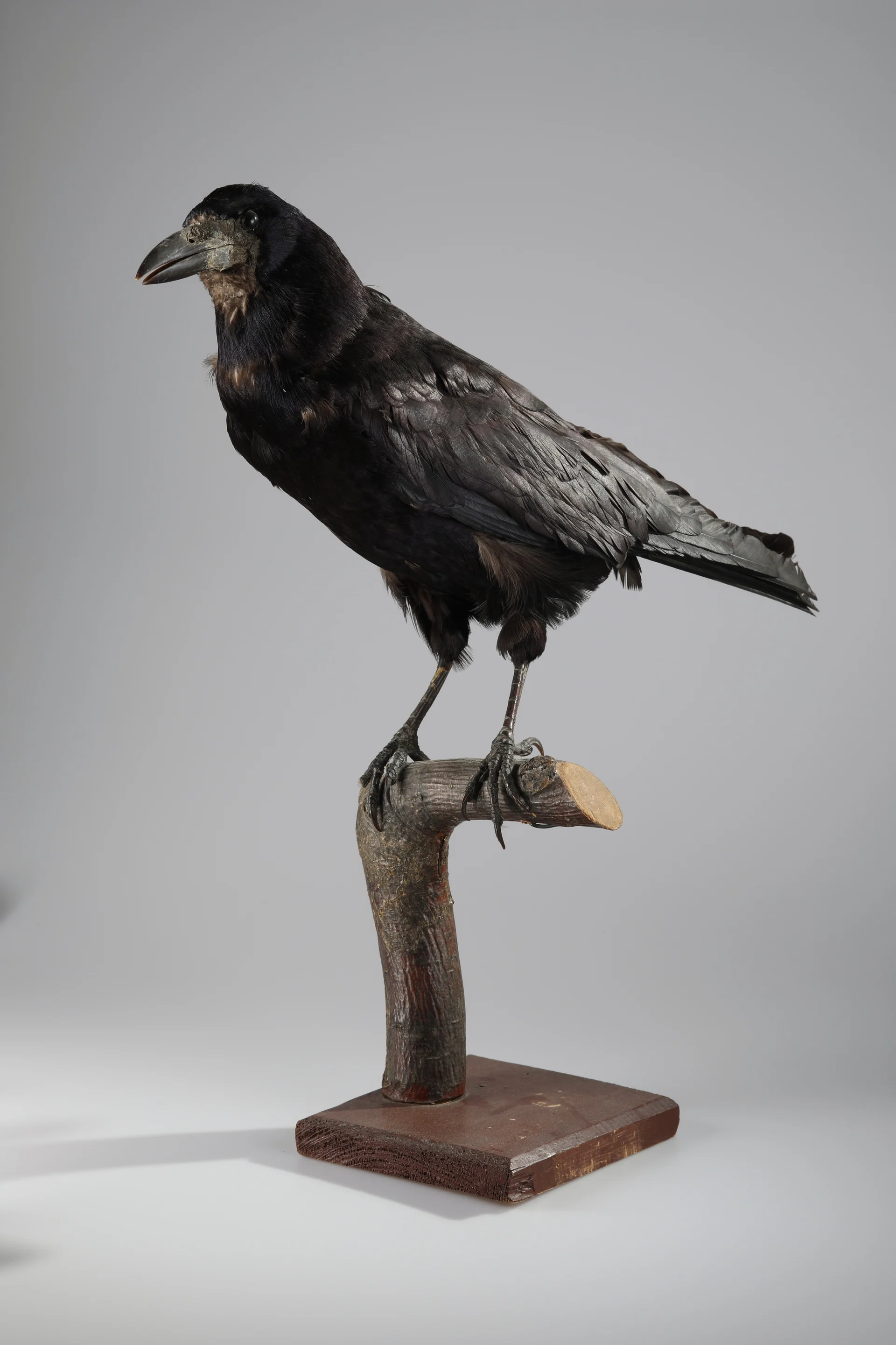 Náhledový obrázek předmětu Corvus frugilegus (dermoplastický preparát)