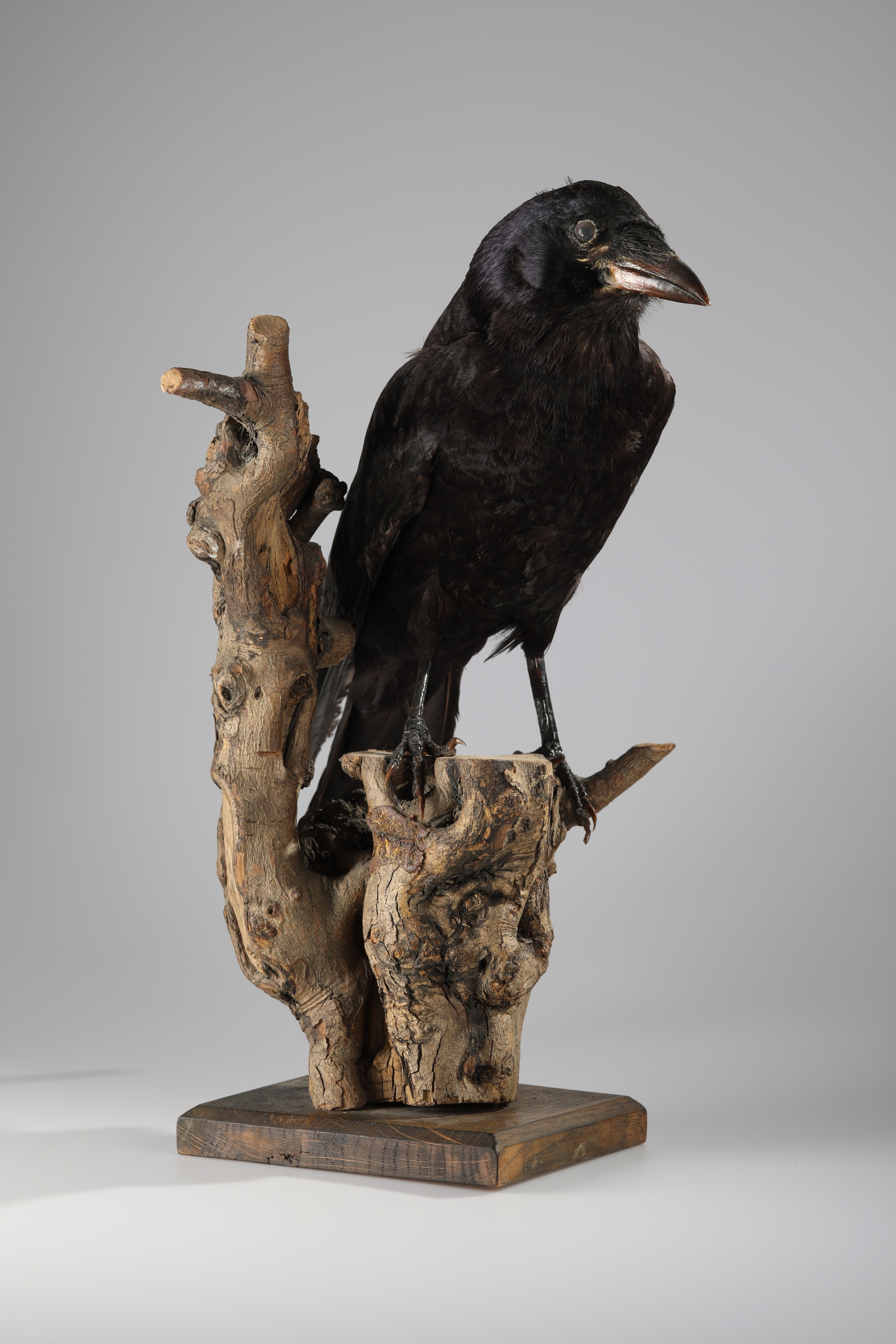 Náhledový obrázek Corvus frugilegus (dermoplastický preparát) - 2