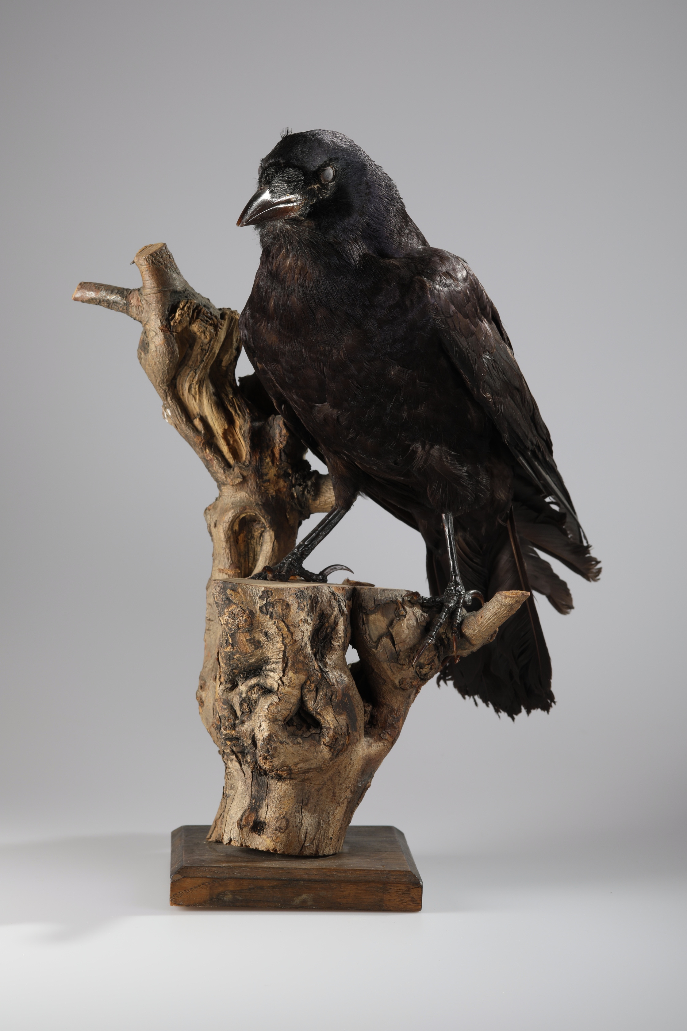 Náhledový obrázek Corvus frugilegus (dermoplastický preparát) - 1