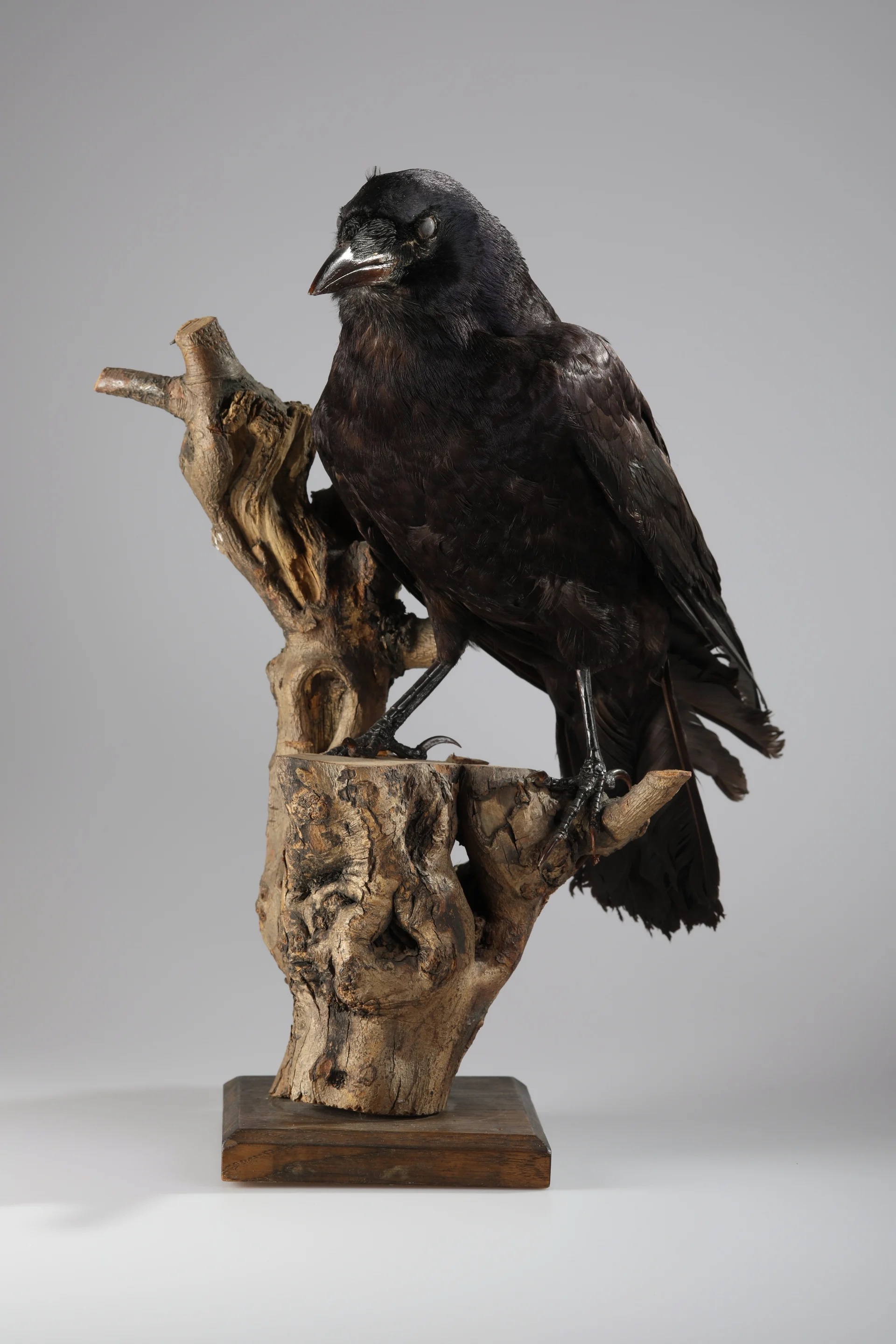 Náhledový obrázek předmětu Corvus frugilegus (dermoplastický preparát)