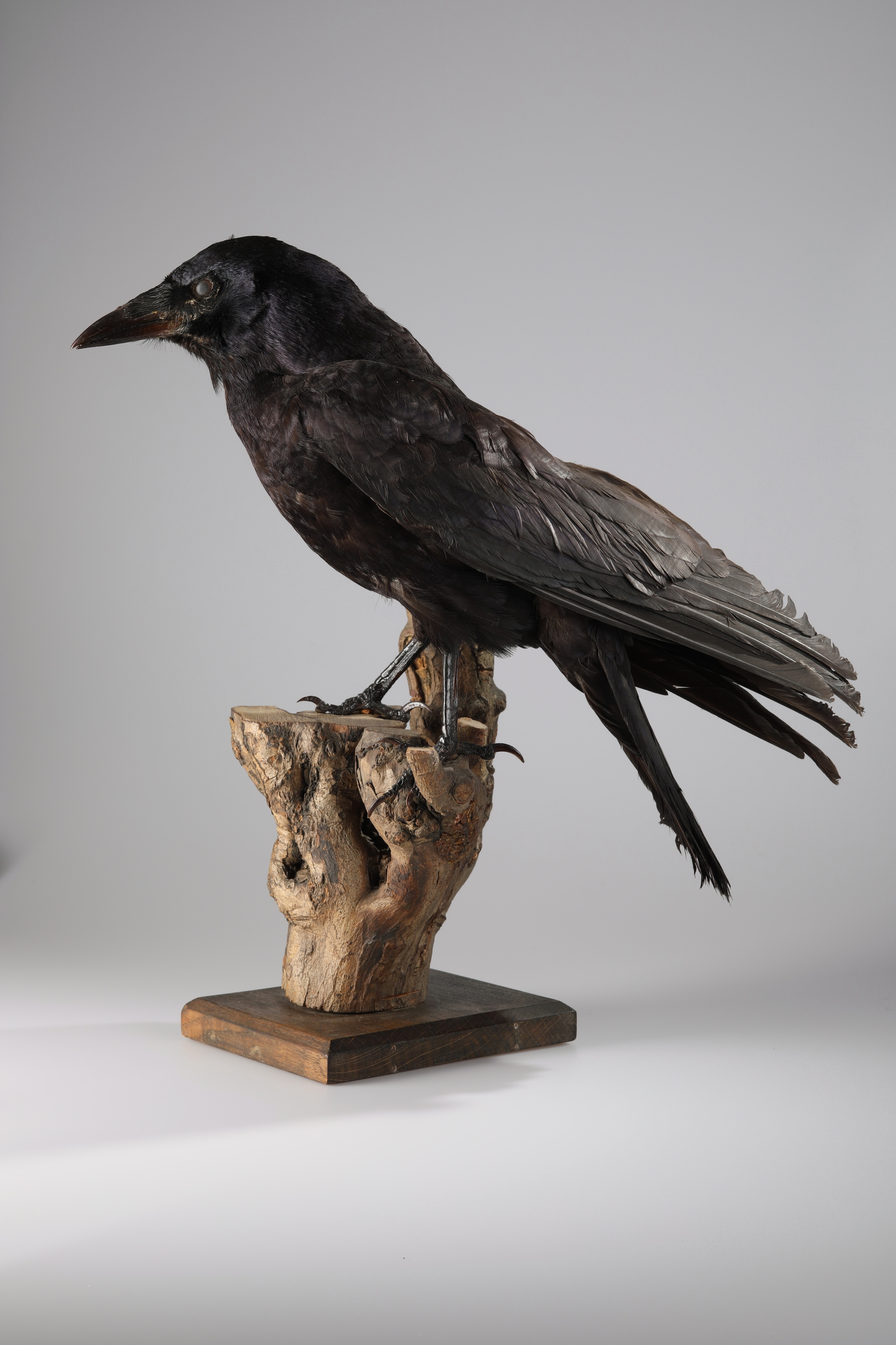 Náhledový obrázek Corvus frugilegus (dermoplastický preparát) - 3