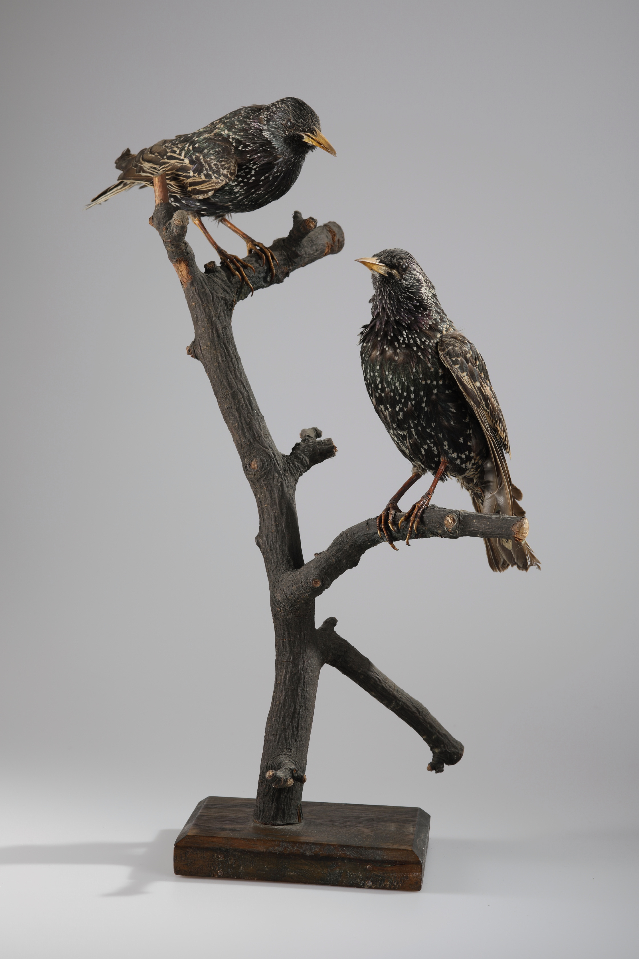 Náhledový obrázek Sturnus vulgaris (dermoplastický preparát) - 1