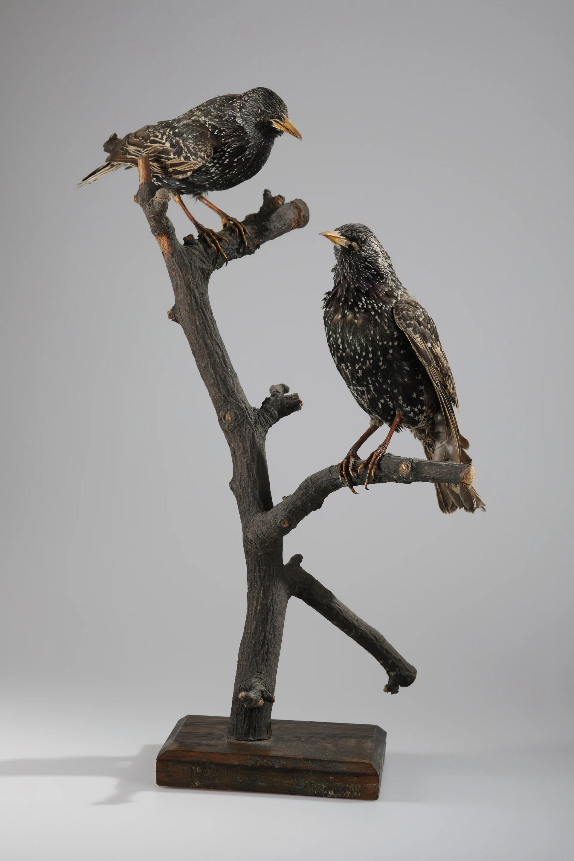 Náhledový obrázek předmětu Sturnus vulgaris (dermoplastický preparát)