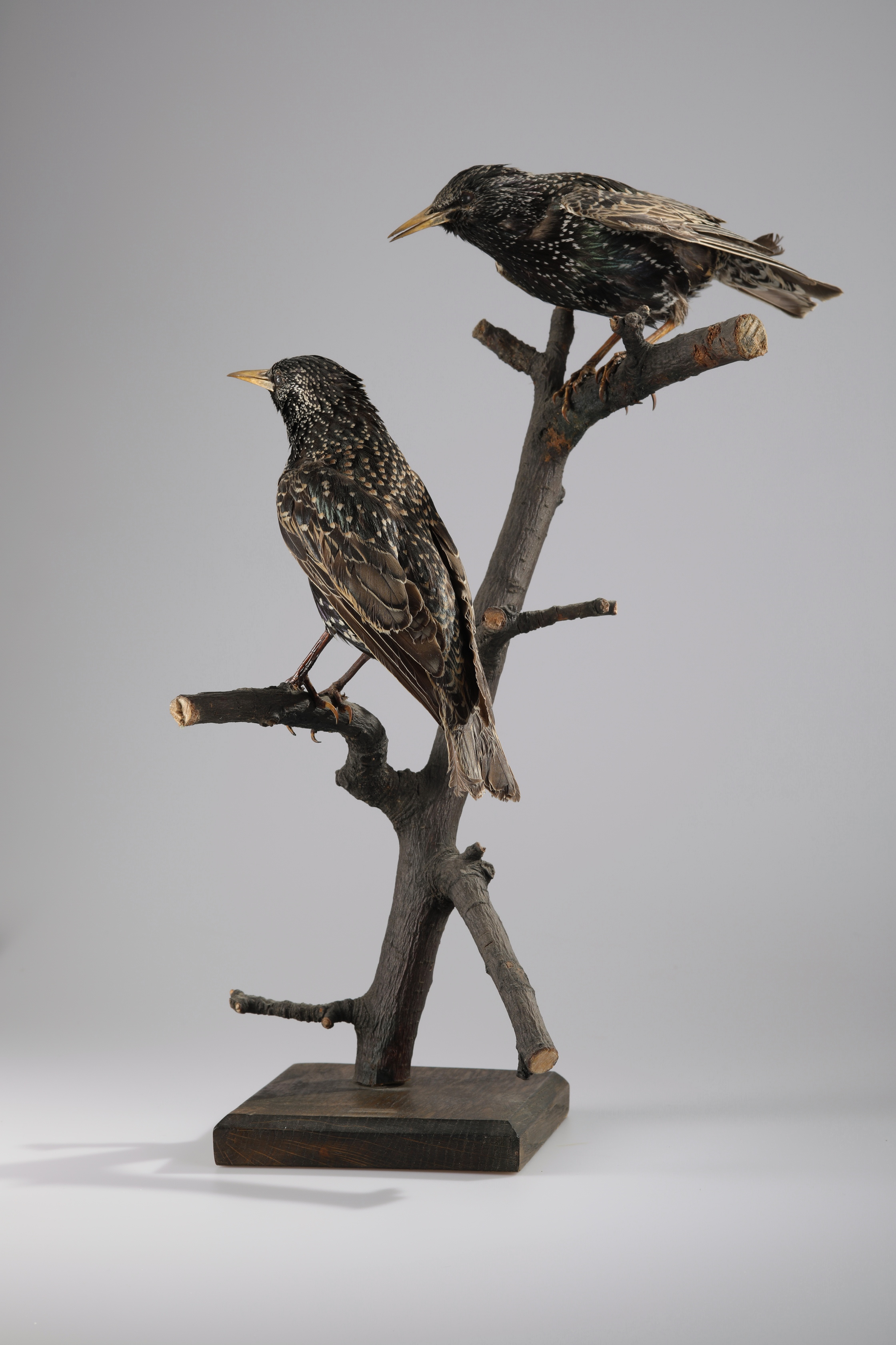 Náhledový obrázek Sturnus vulgaris (dermoplastický preparát) - 3