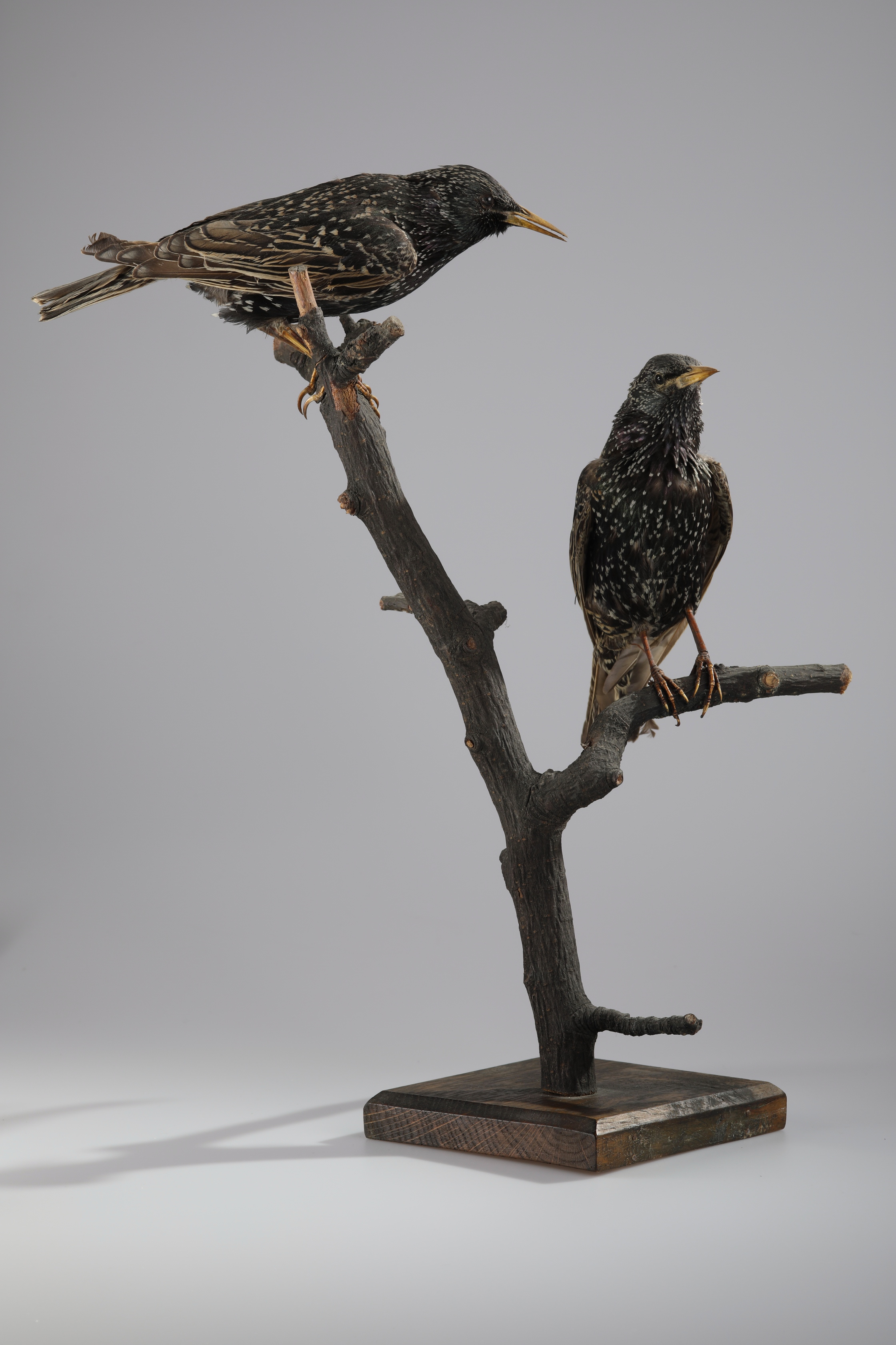 Náhledový obrázek Sturnus vulgaris (dermoplastický preparát) - 2