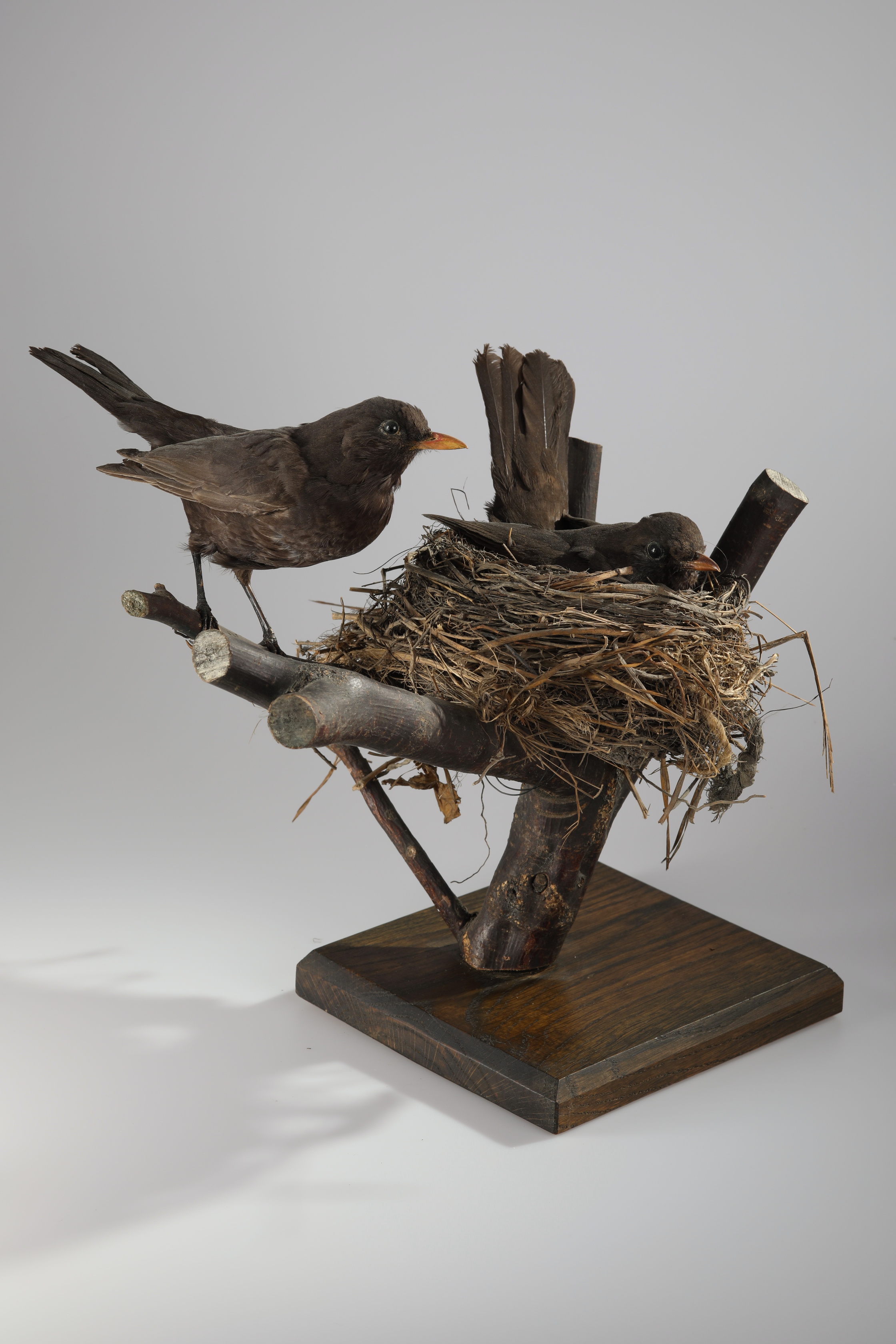 Náhledový obrázek Turdus merula (dermoplastický preparát) - 3