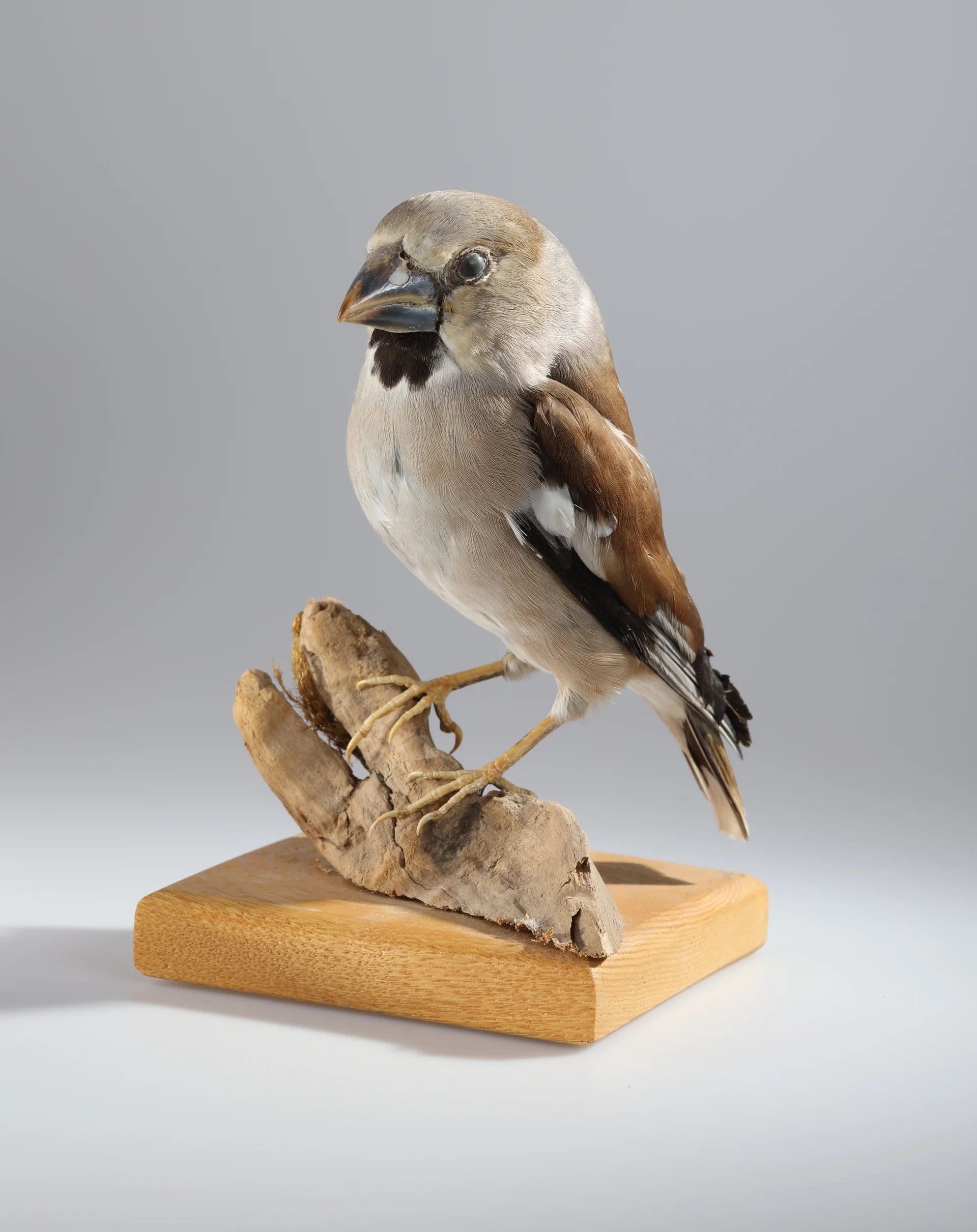 Náhledový obrázek předmětu Coccothraustes coccothraustes (dermoplastický preparát)