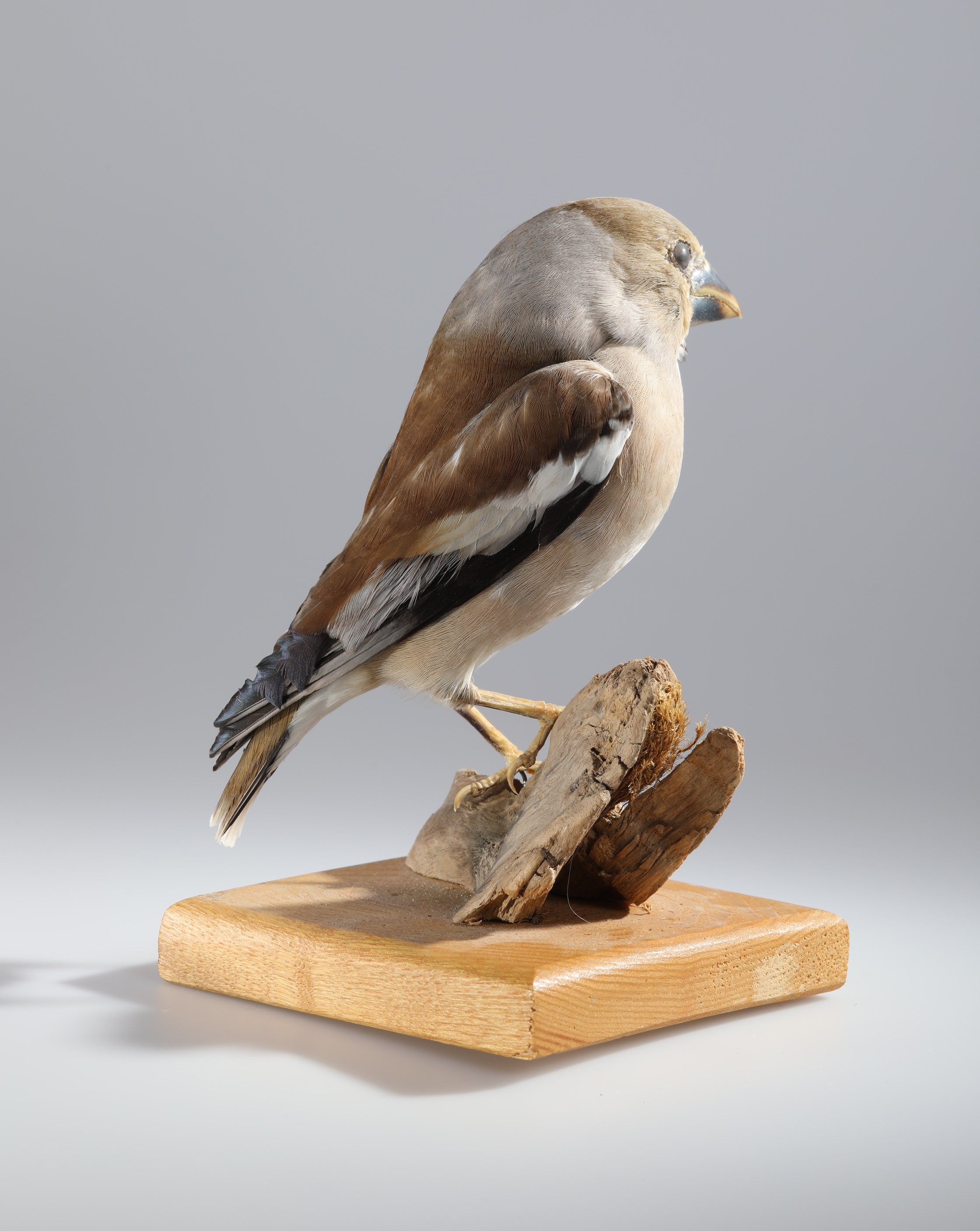 Náhledový obrázek Coccothraustes coccothraustes (dermoplastický preparát) - 3