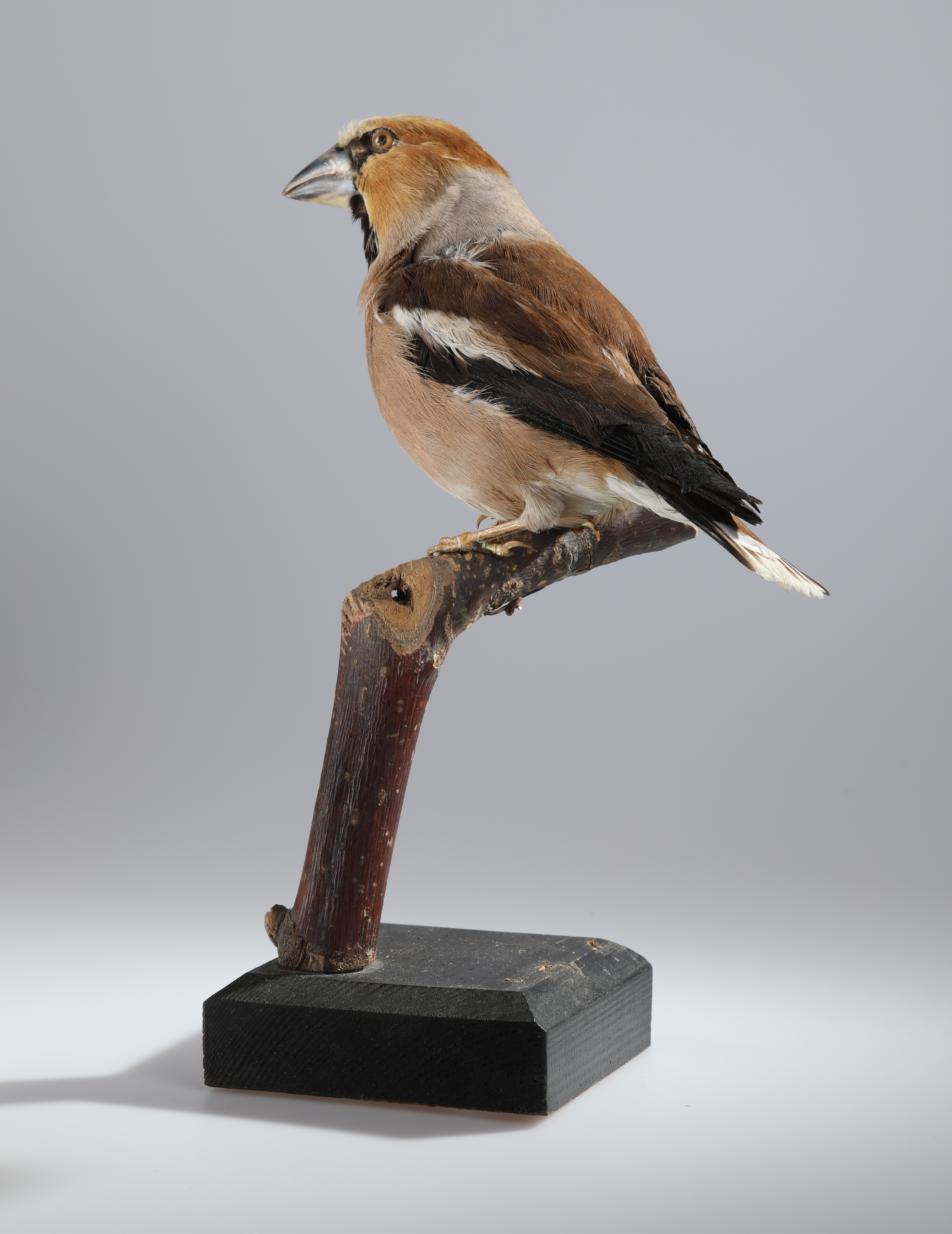 Náhledový obrázek Coccothraustes coccothraustes (dermoplastický preparát) - 3