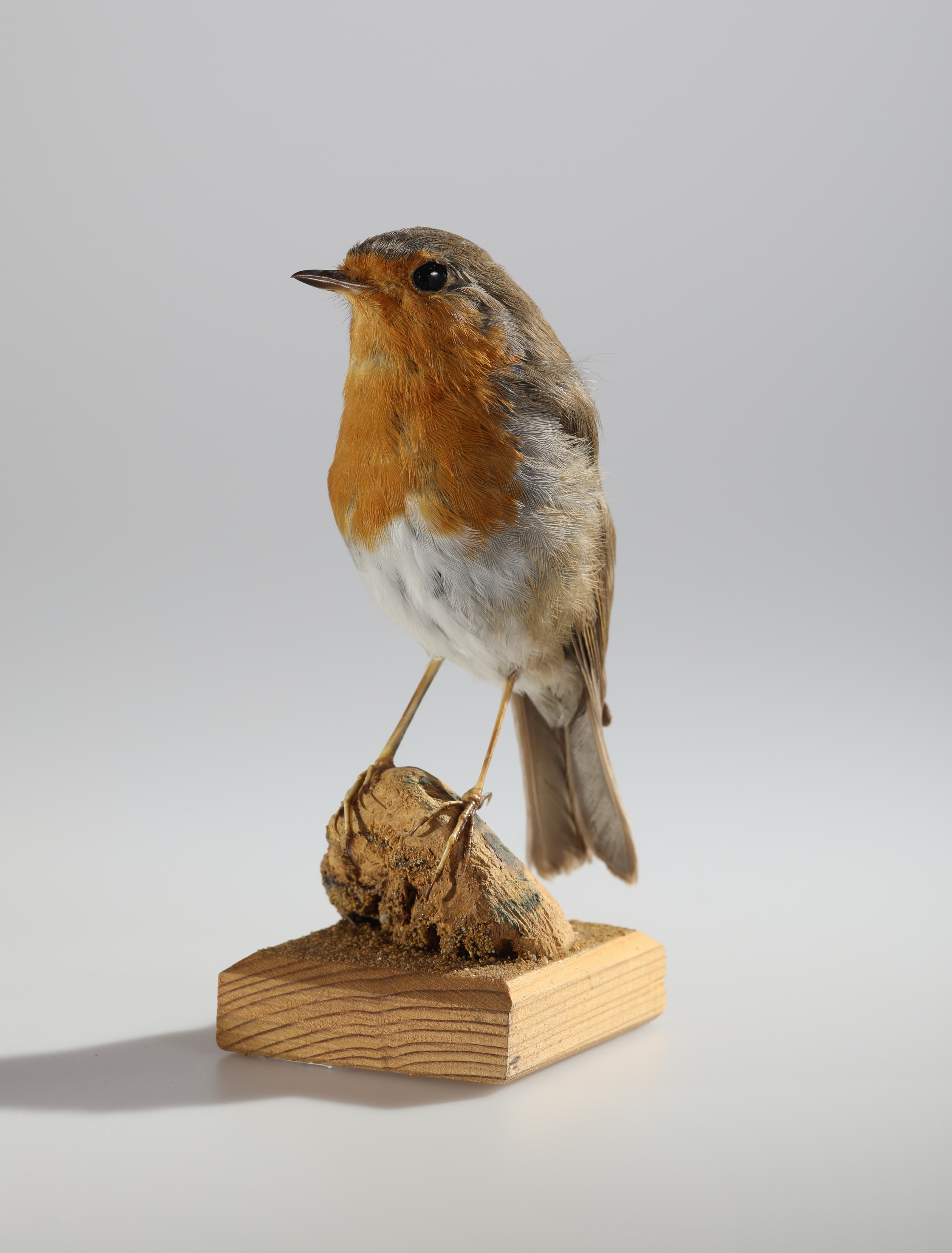 Náhledový obrázek Erithacus rubecula (dermoplastický preparát) - 1