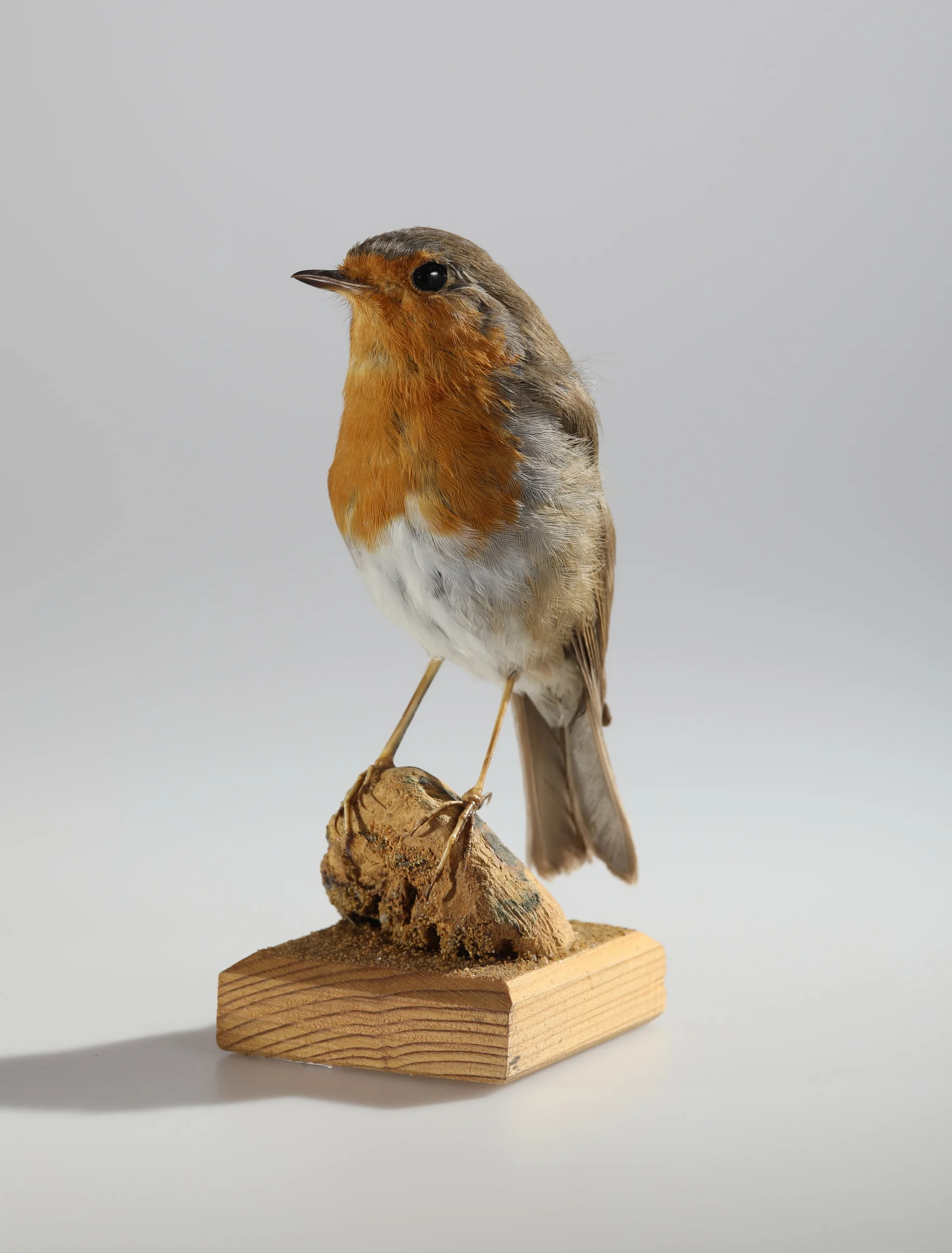 Náhledový obrázek předmětu Erithacus rubecula (dermoplastický preparát)