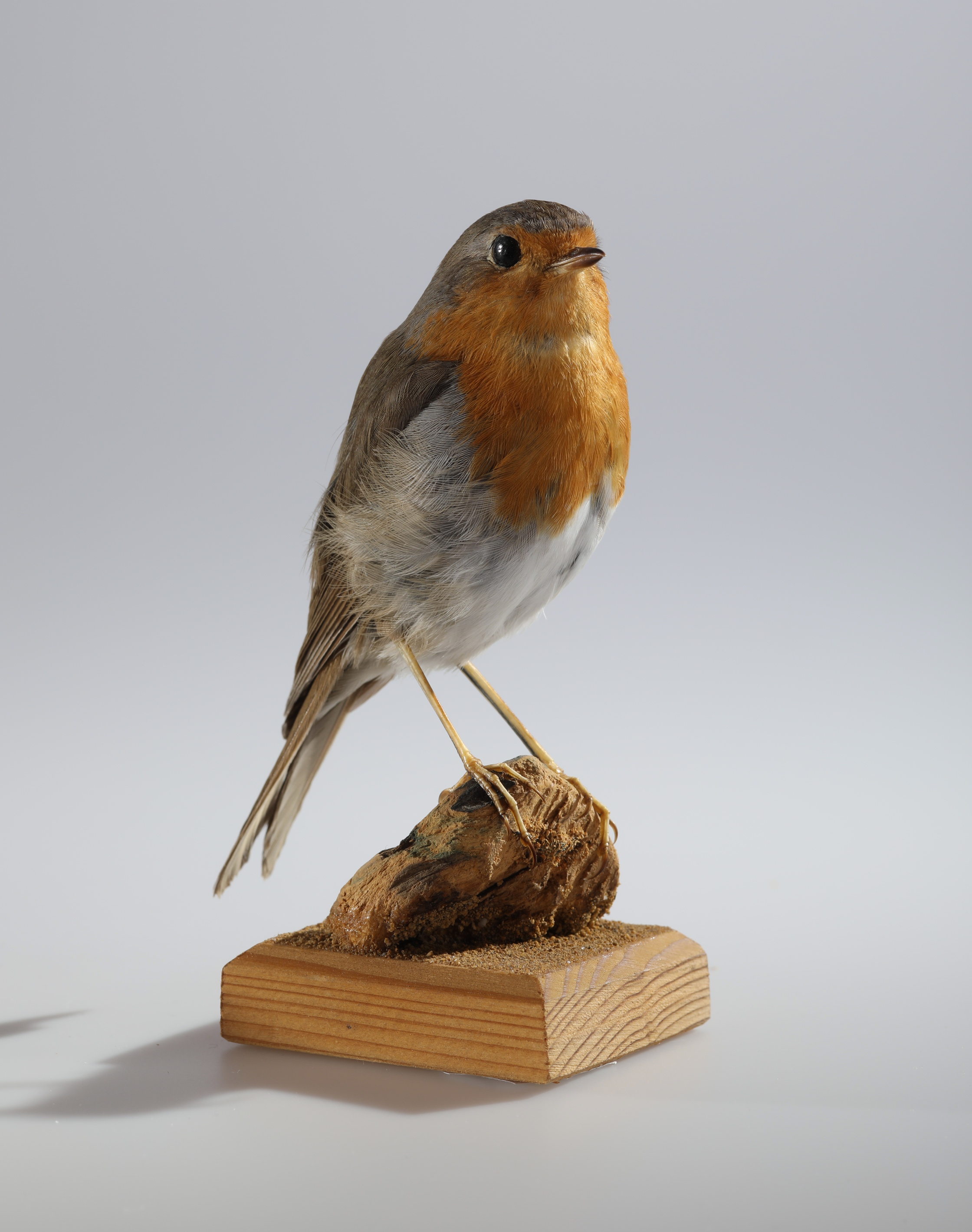 Náhledový obrázek Erithacus rubecula (dermoplastický preparát) - 2