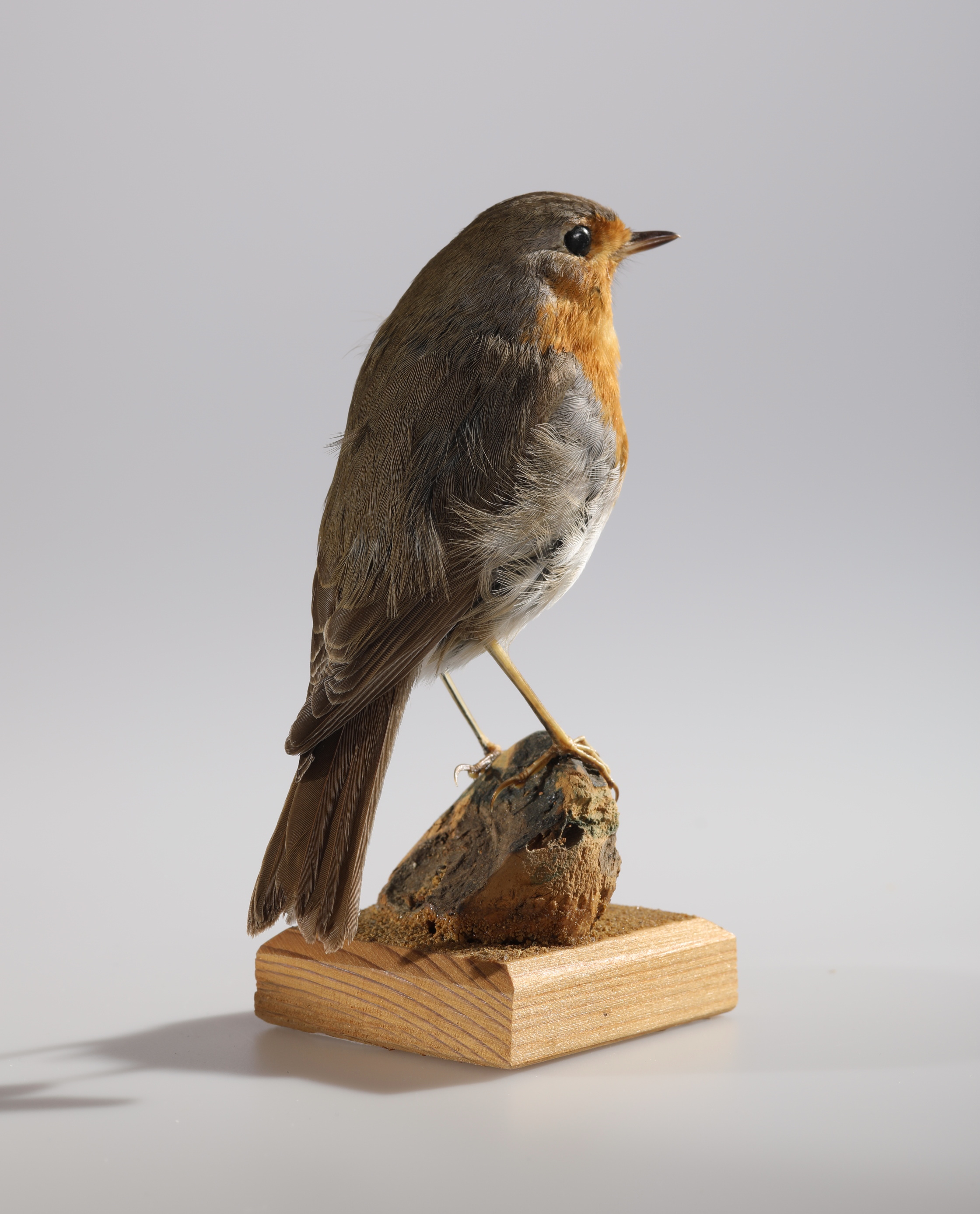Náhledový obrázek Erithacus rubecula (dermoplastický preparát) - 3