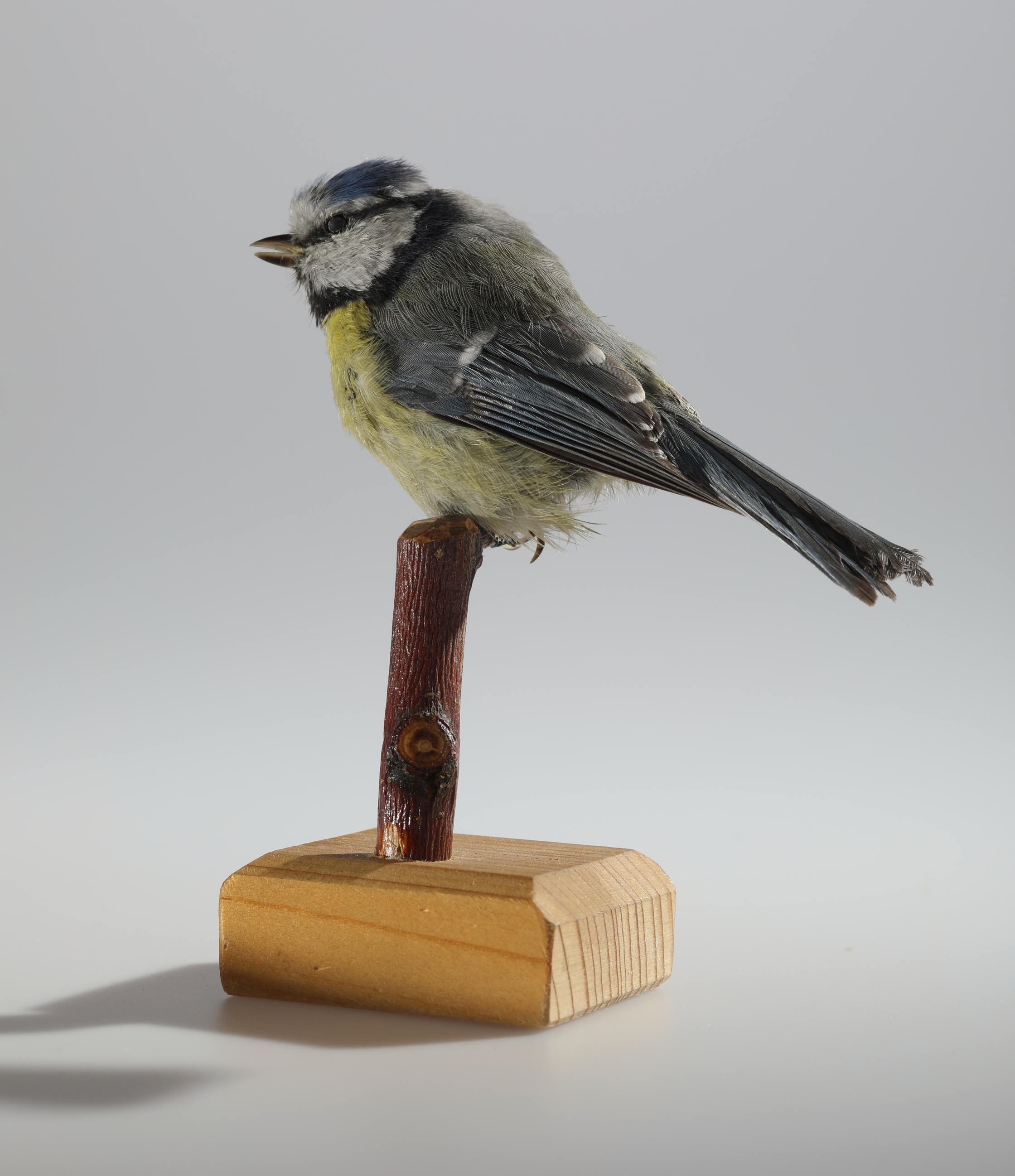 Náhledový obrázek Cyanistes caeruleus (dermoplastický preparát) - 3