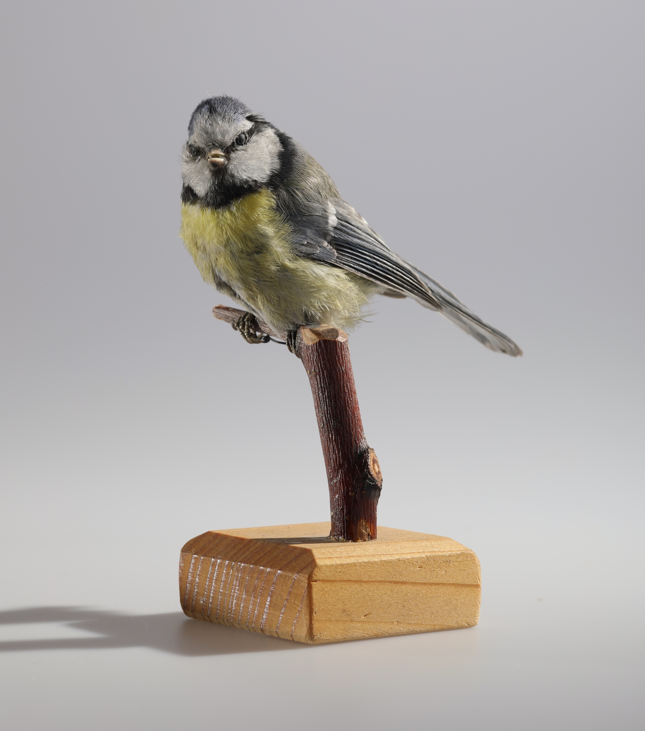 Náhledový obrázek Cyanistes caeruleus (dermoplastický preparát) - 2