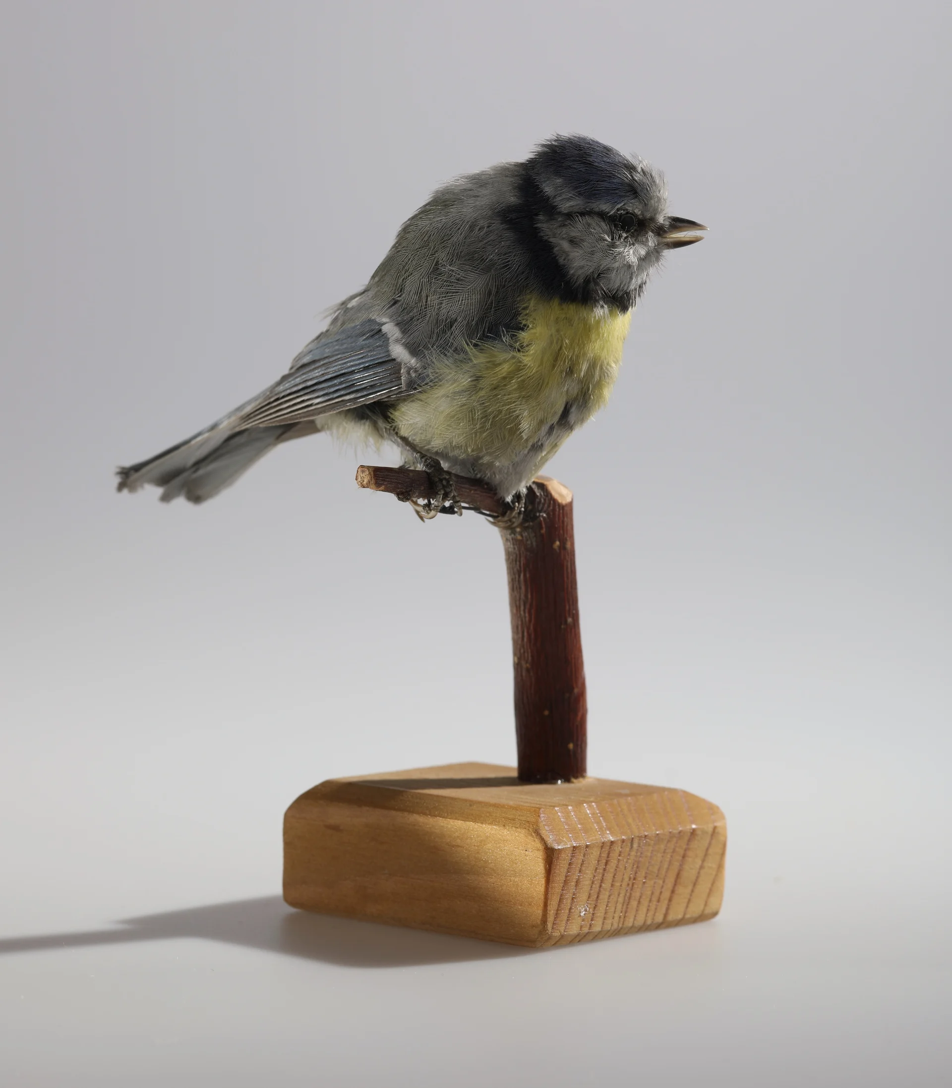 Náhledový obrázek předmětu Cyanistes caeruleus (dermoplastický preparát)