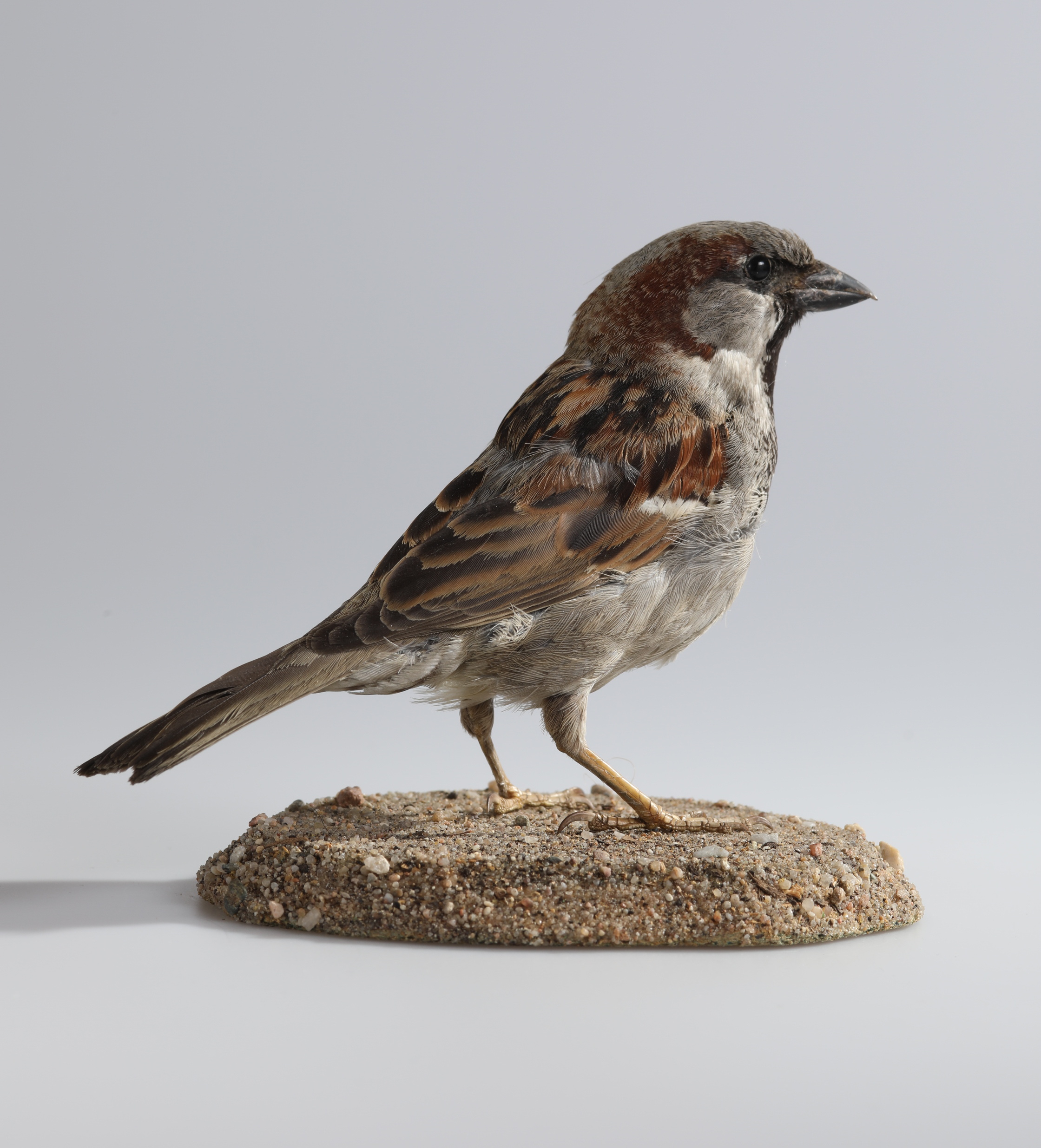 Náhledový obrázek Passer domesticus (dermoplastický preparát) - 2