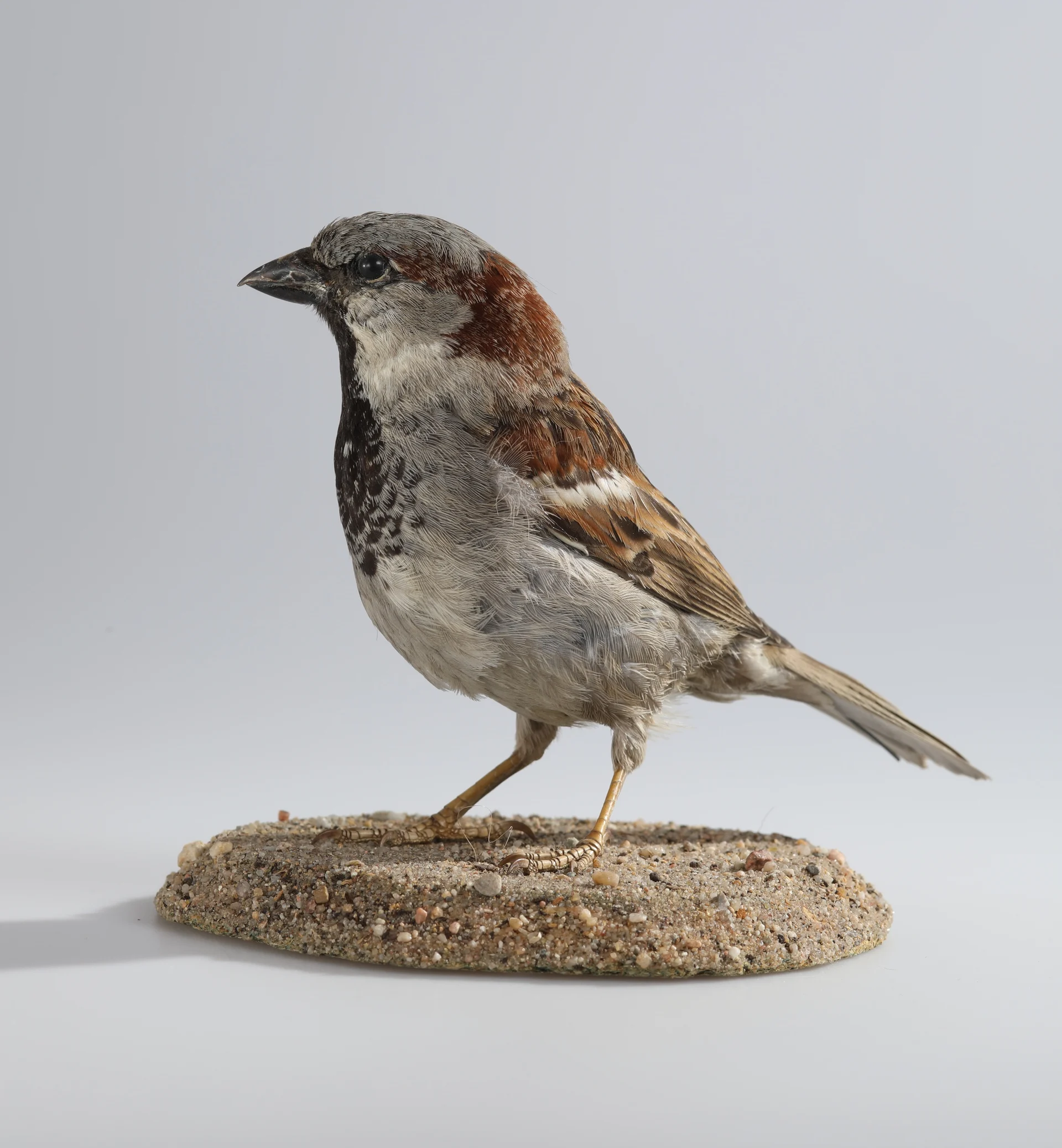 Náhledový obrázek předmětu Passer domesticus (dermoplastický preparát)
