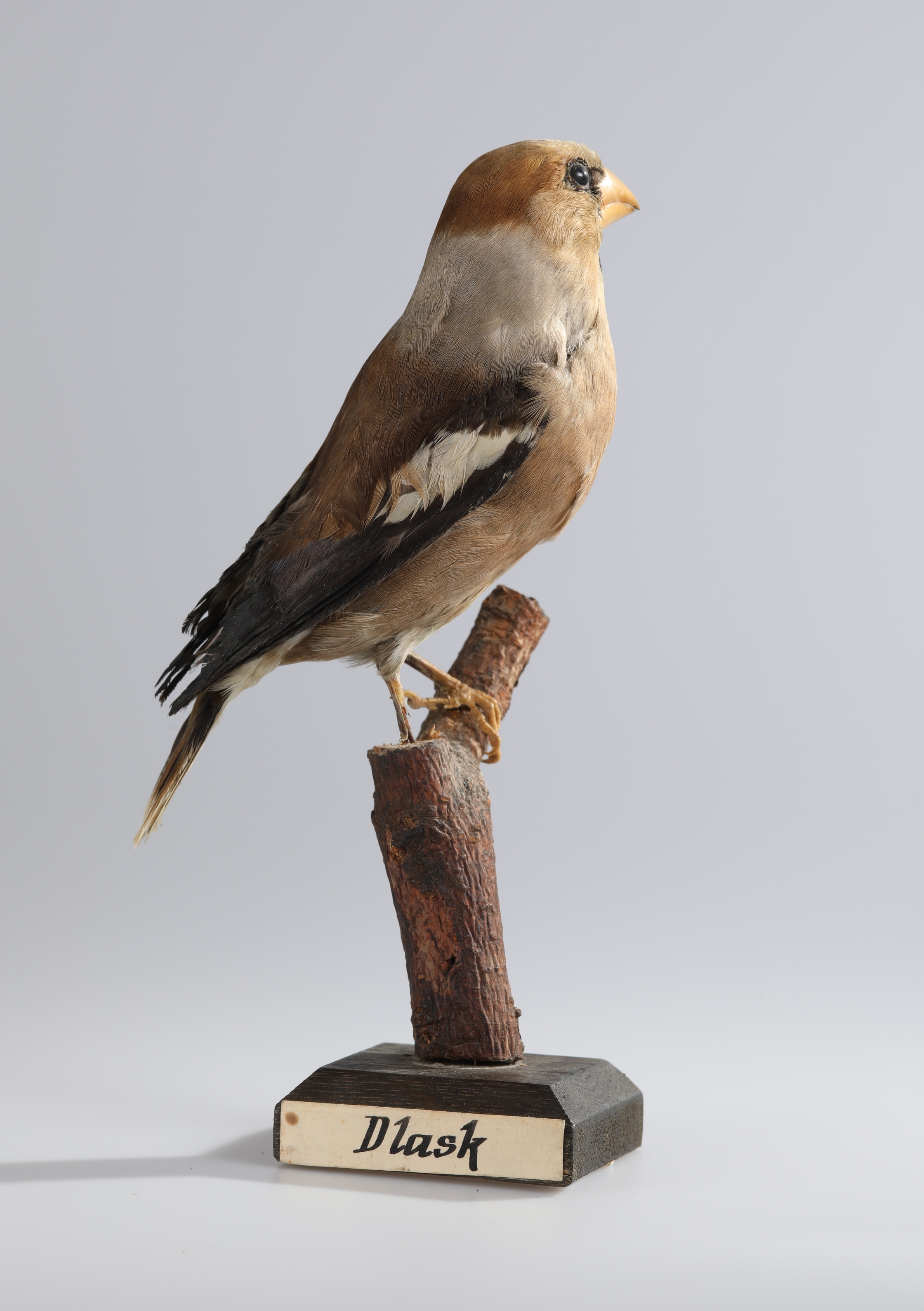 Náhledový obrázek Coccothraustes coccothraustes (dermoplastický preparát) - 3