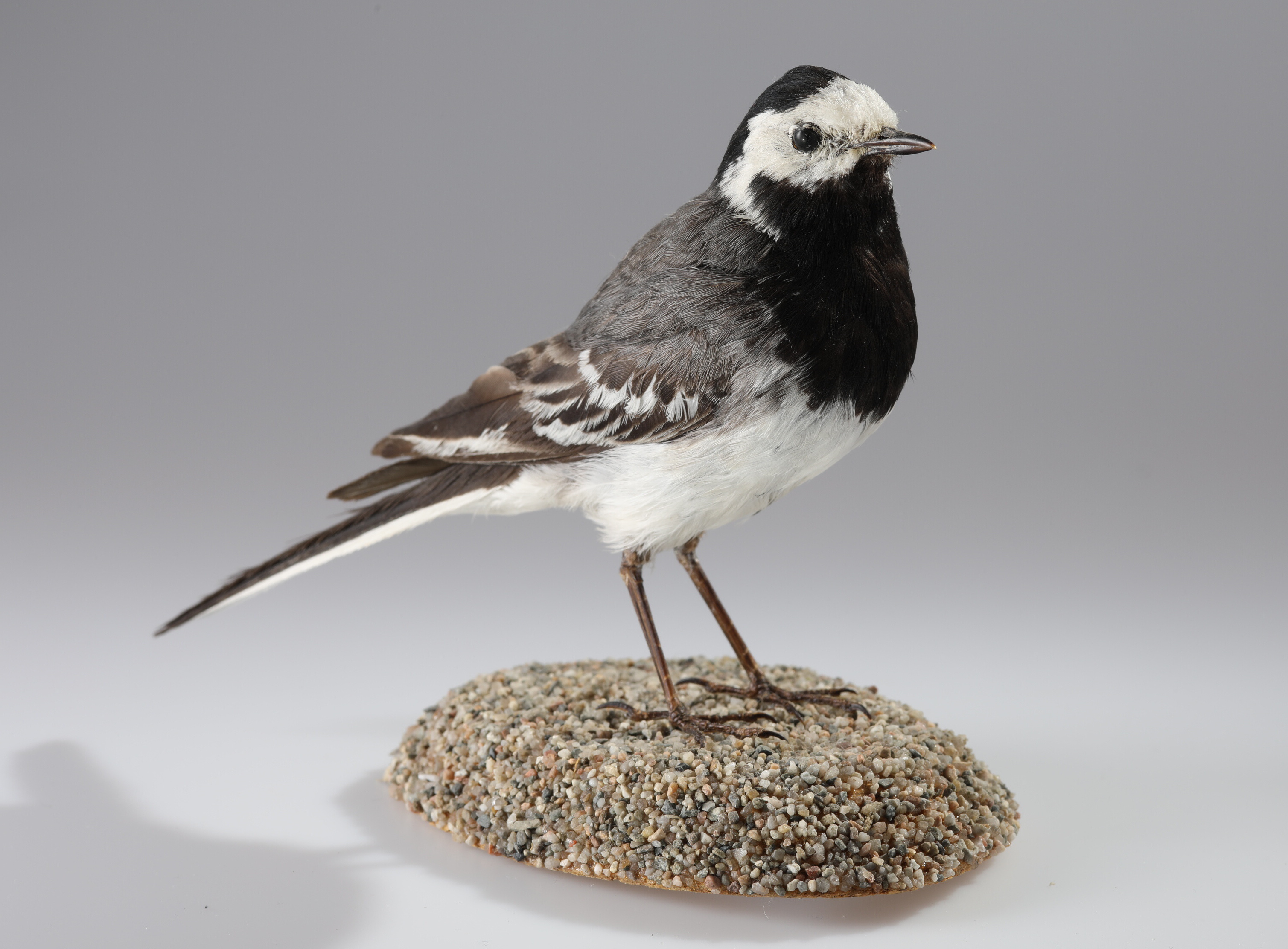 Náhledový obrázek Motacilla alba (dermoplastický preparát) - 1