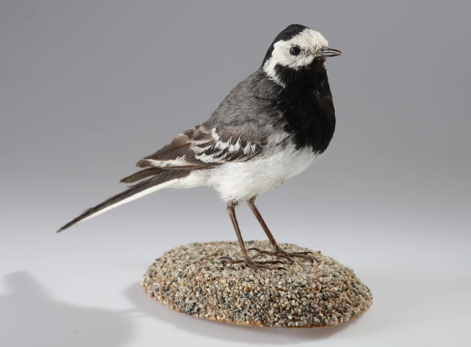 Náhledový obrázek předmětu Motacilla alba (dermoplastický preparát)