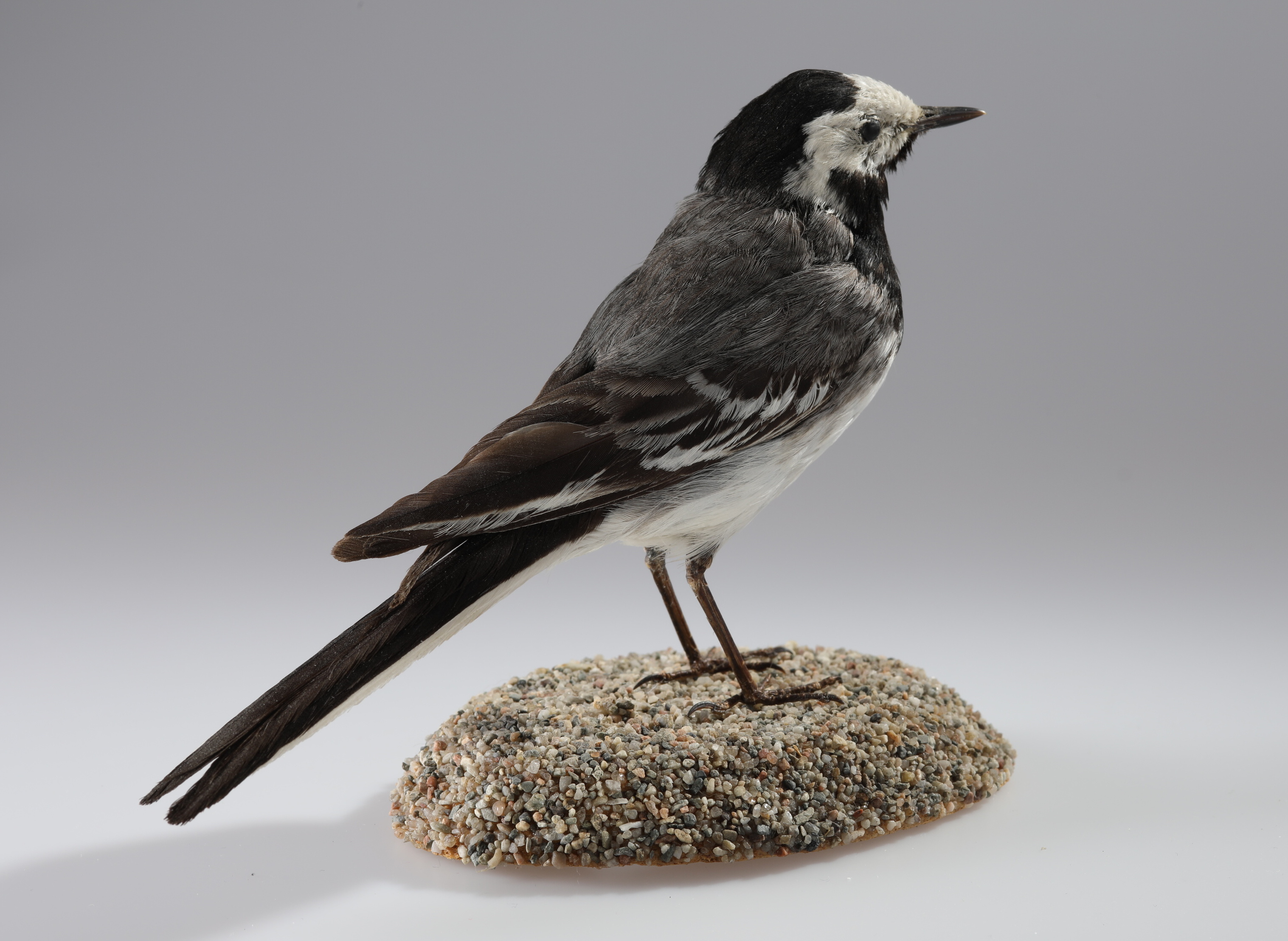 Náhledový obrázek Motacilla alba (dermoplastický preparát) - 3