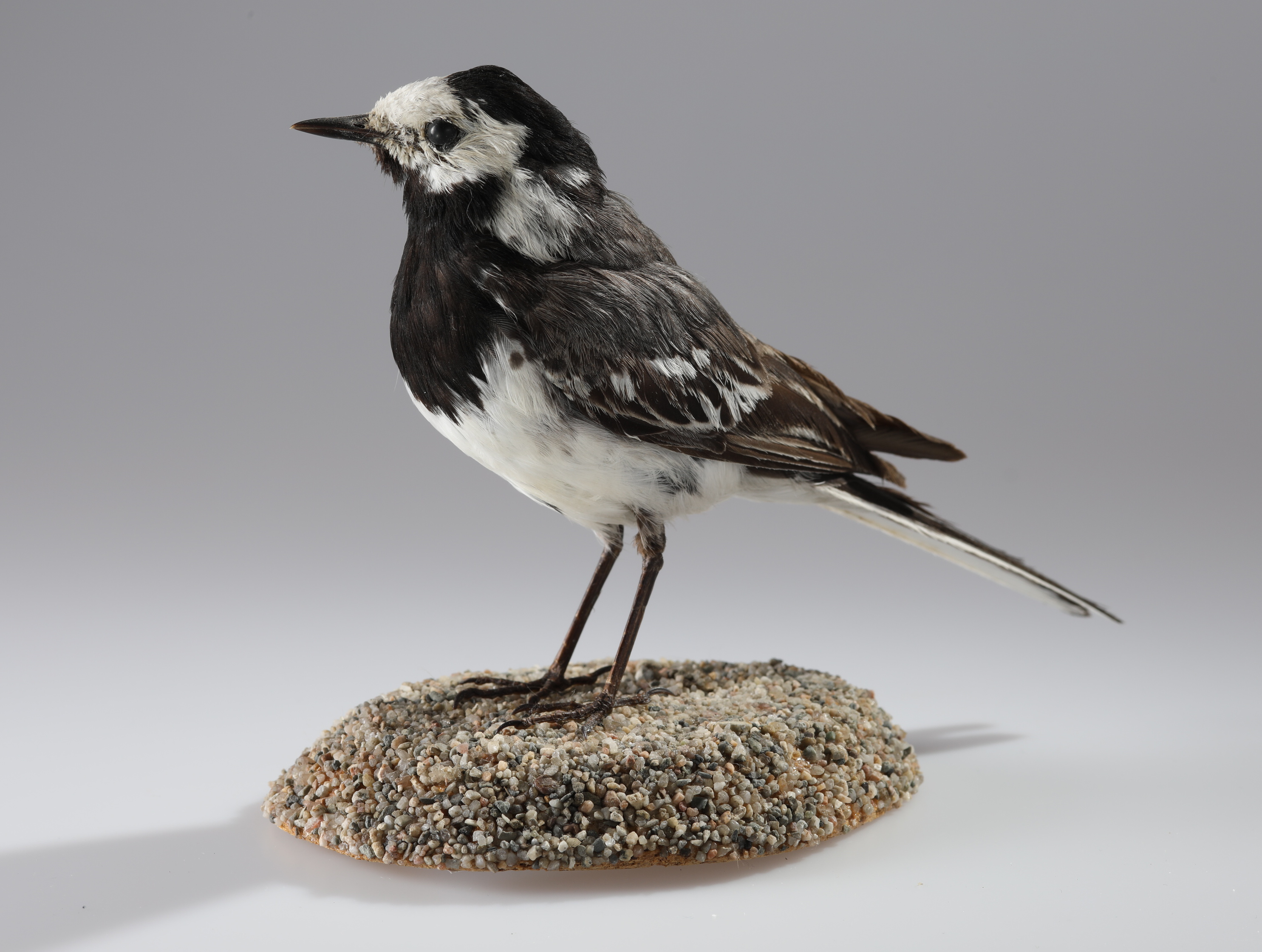 Náhledový obrázek Motacilla alba (dermoplastický preparát) - 2