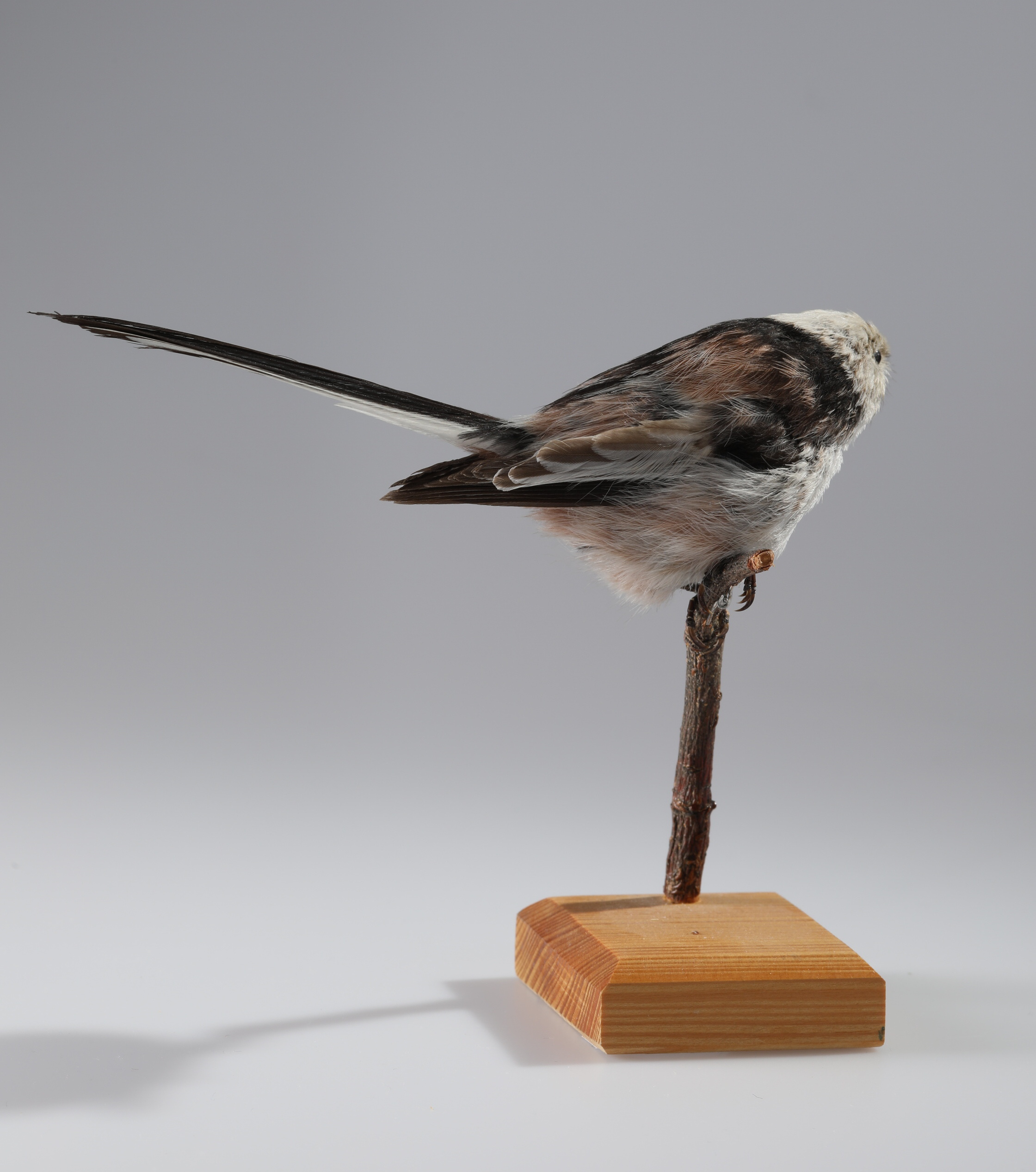Náhledový obrázek Aegithalos caudatus (dermoplastický preparát) - 2