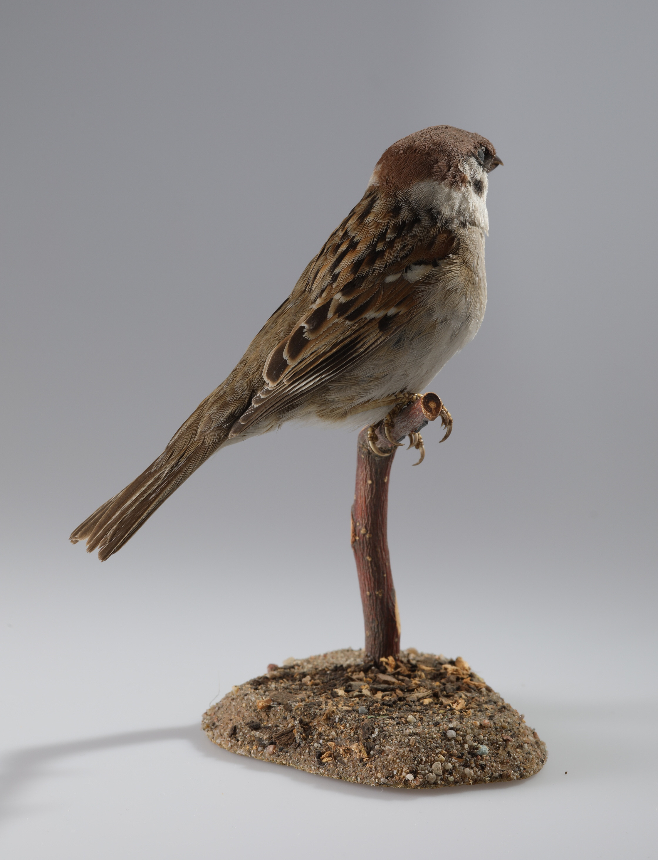 Náhledový obrázek Passer montanus (dermoplastický preparát) - 3