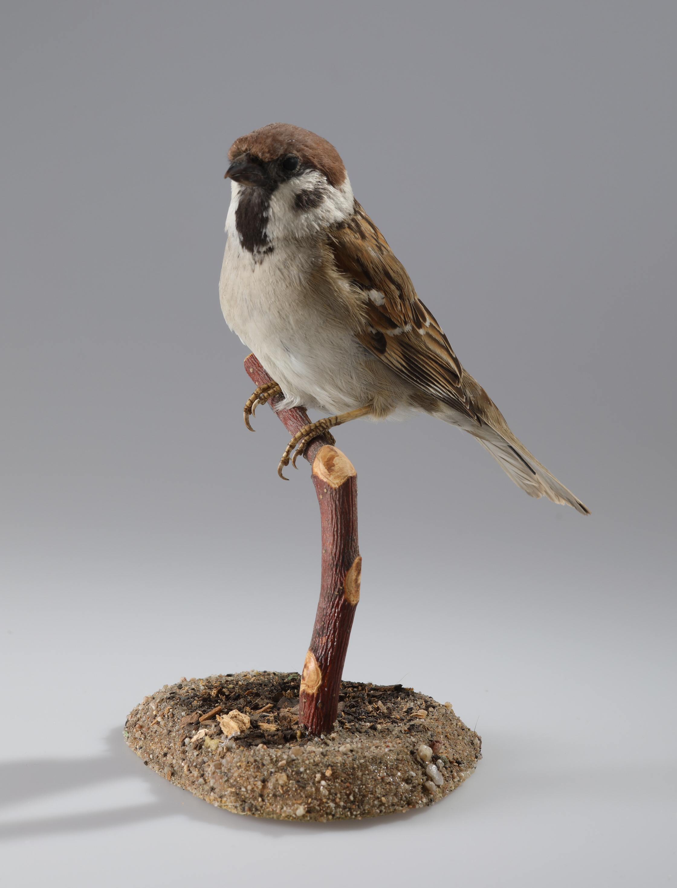Náhledový obrázek Passer montanus (dermoplastický preparát) - 1