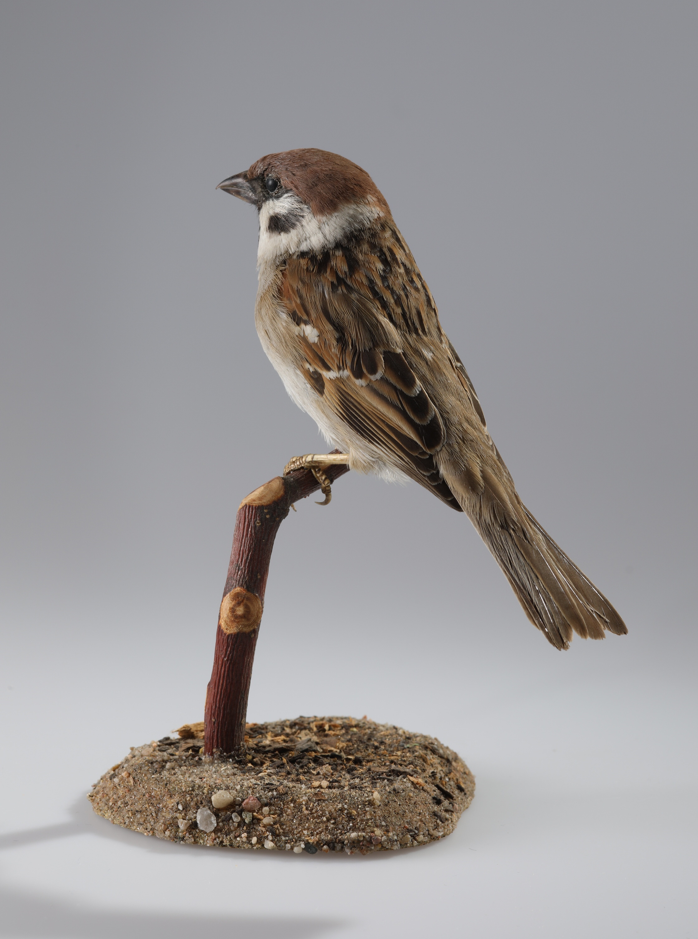 Náhledový obrázek Passer montanus (dermoplastický preparát) - 2