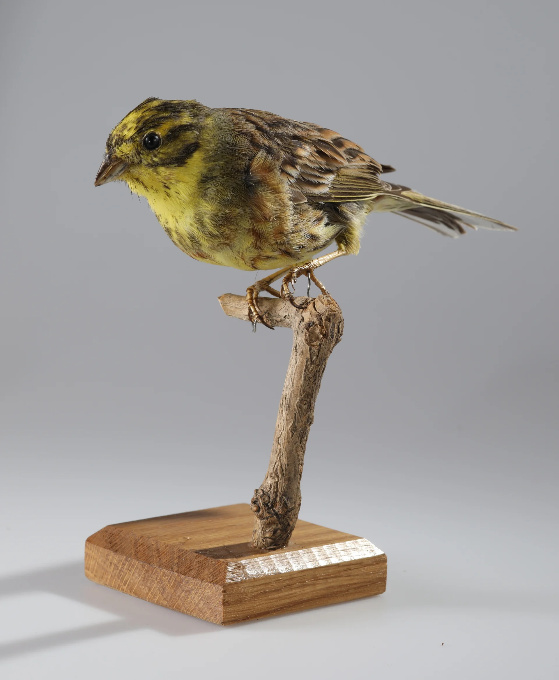 Náhledový obrázek předmětu Emberiza citrinella (dermoplastický preparát)
