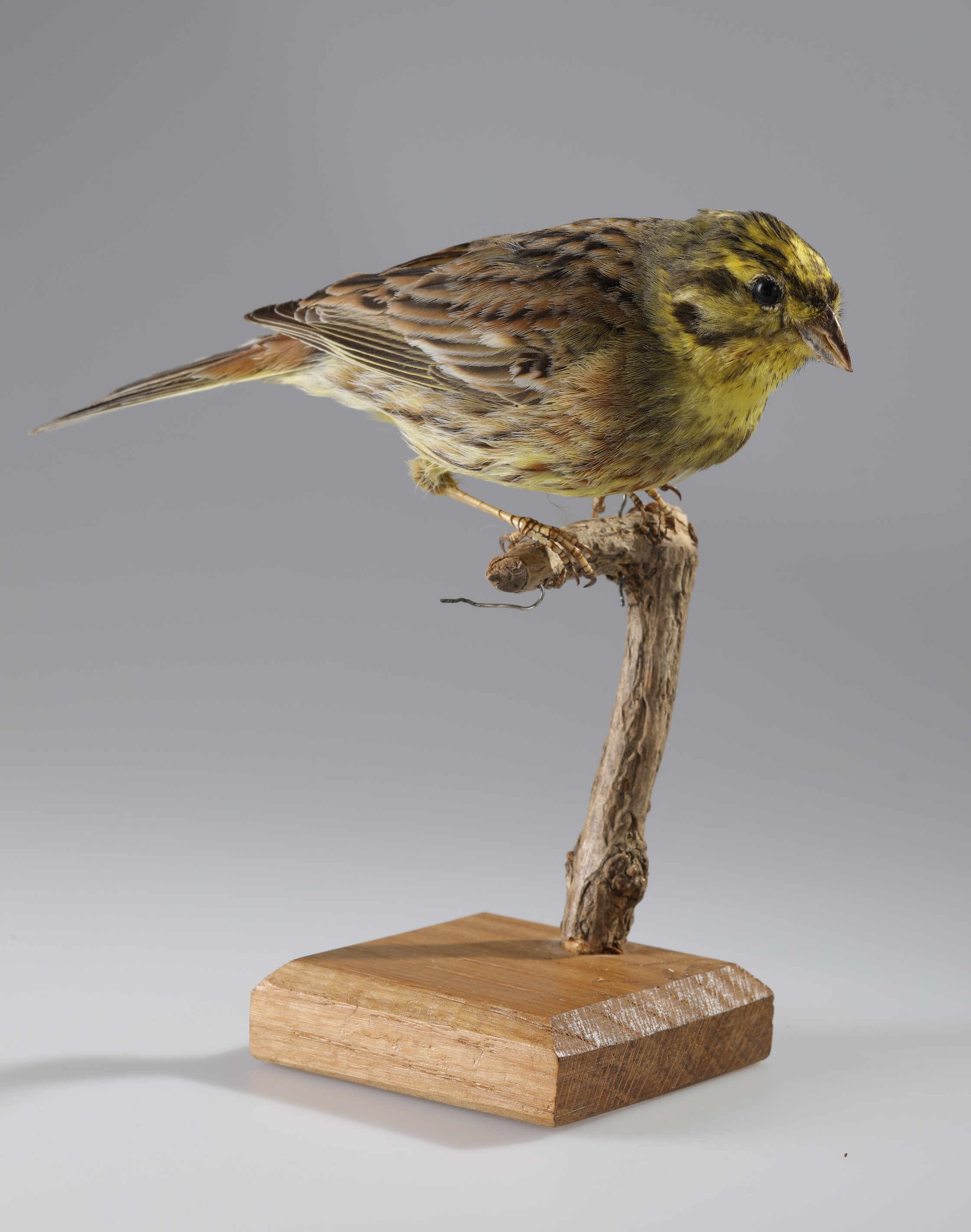 Náhledový obrázek Emberiza citrinella (dermoplastický preparát) - 2