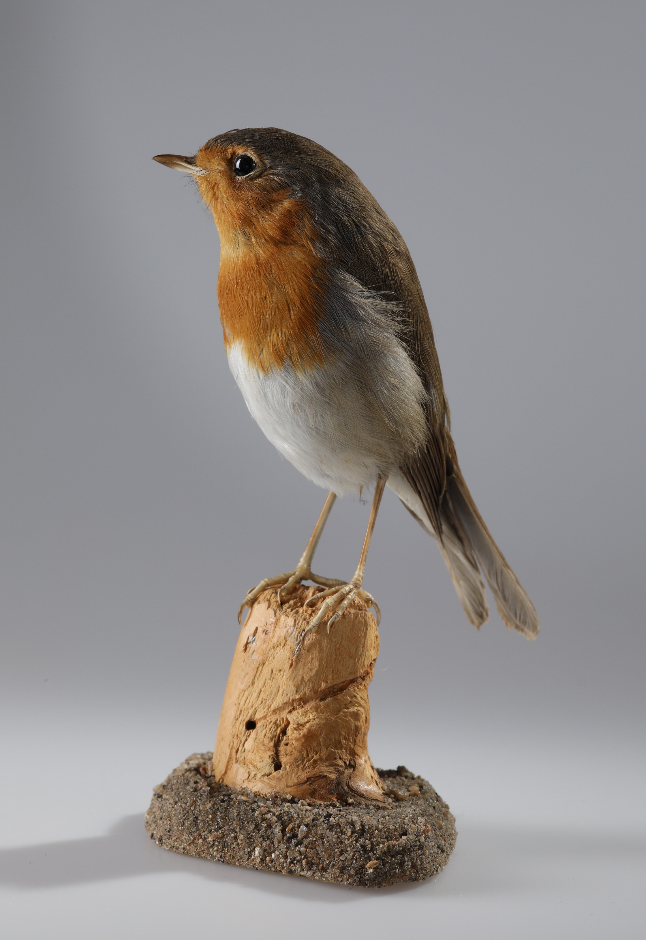 Náhledový obrázek Erithacus rubecula (dermoplastický preparát) - 2