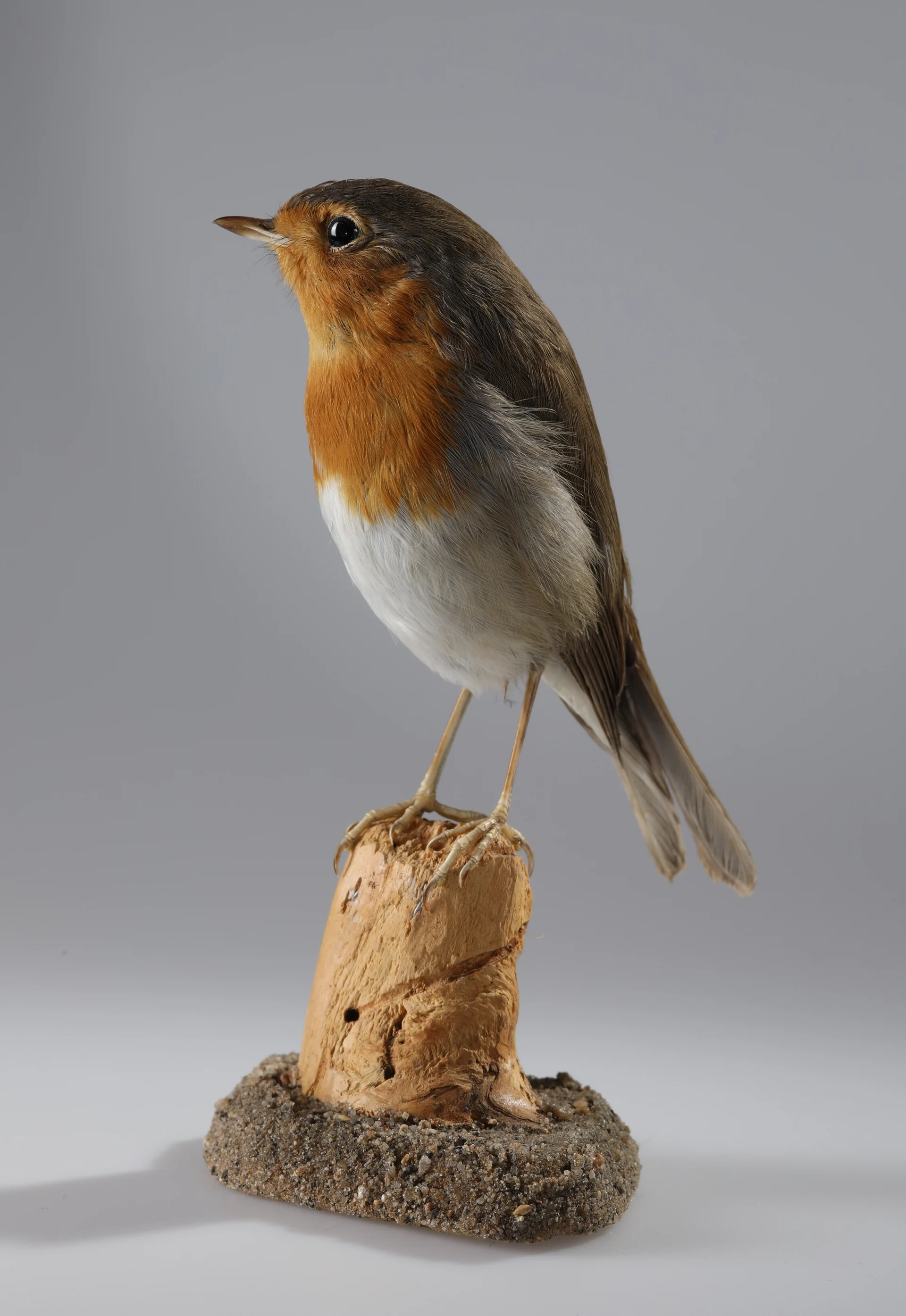 Náhledový obrázek předmětu Erithacus rubecula (dermoplastický preparát)