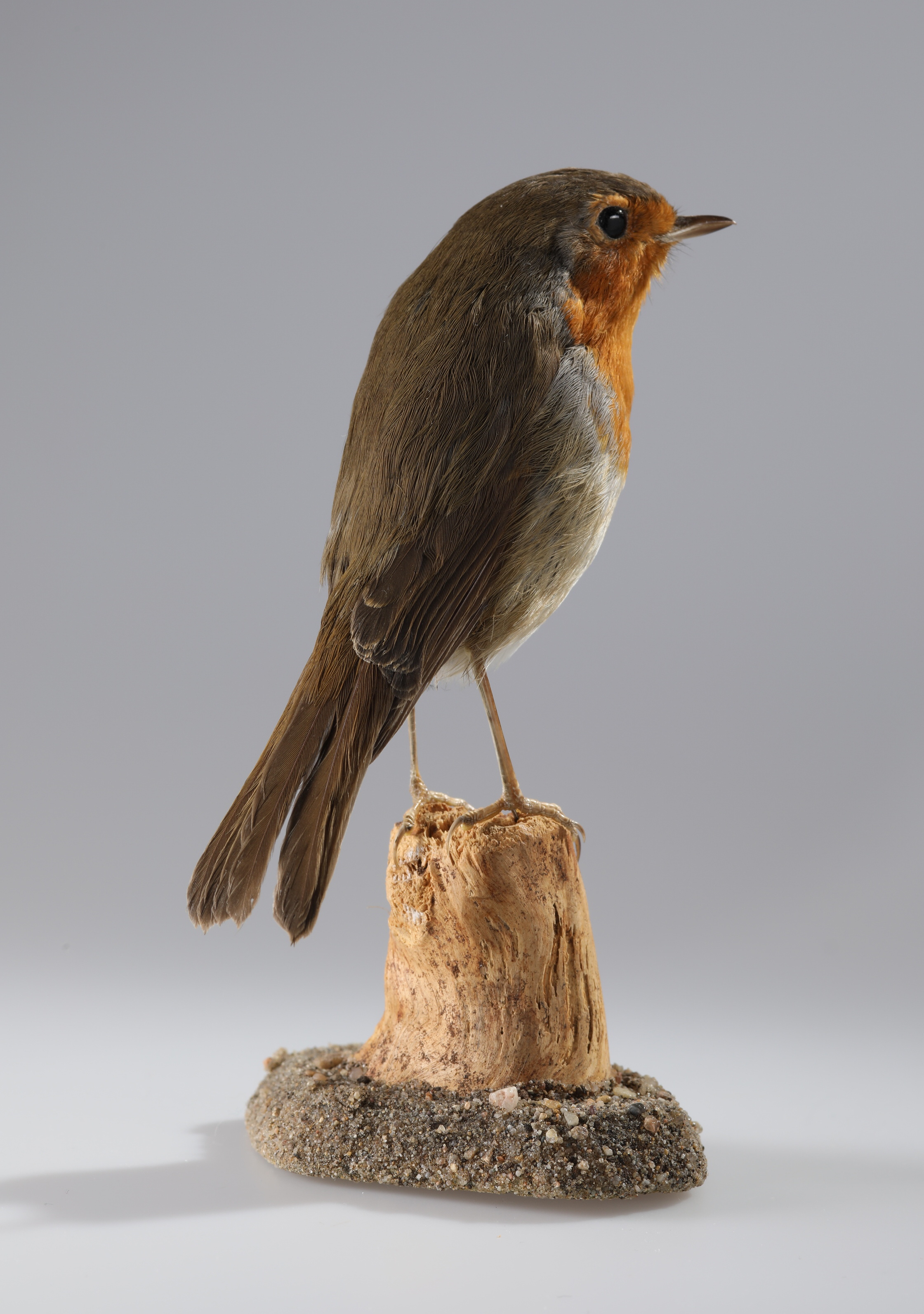 Náhledový obrázek Erithacus rubecula (dermoplastický preparát) - 3