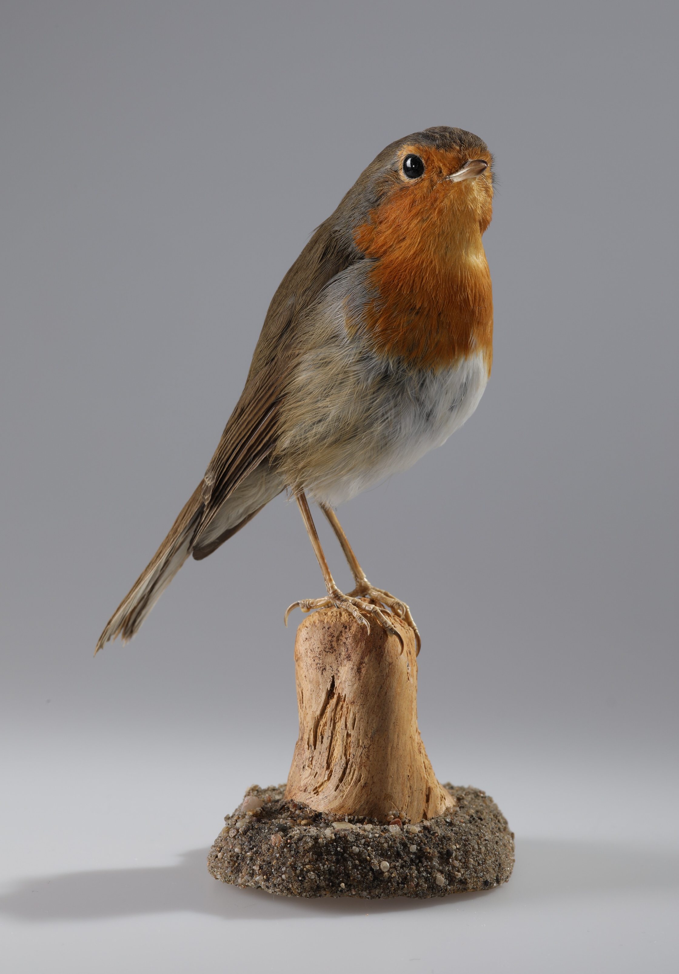 Náhledový obrázek Erithacus rubecula (dermoplastický preparát) - 1